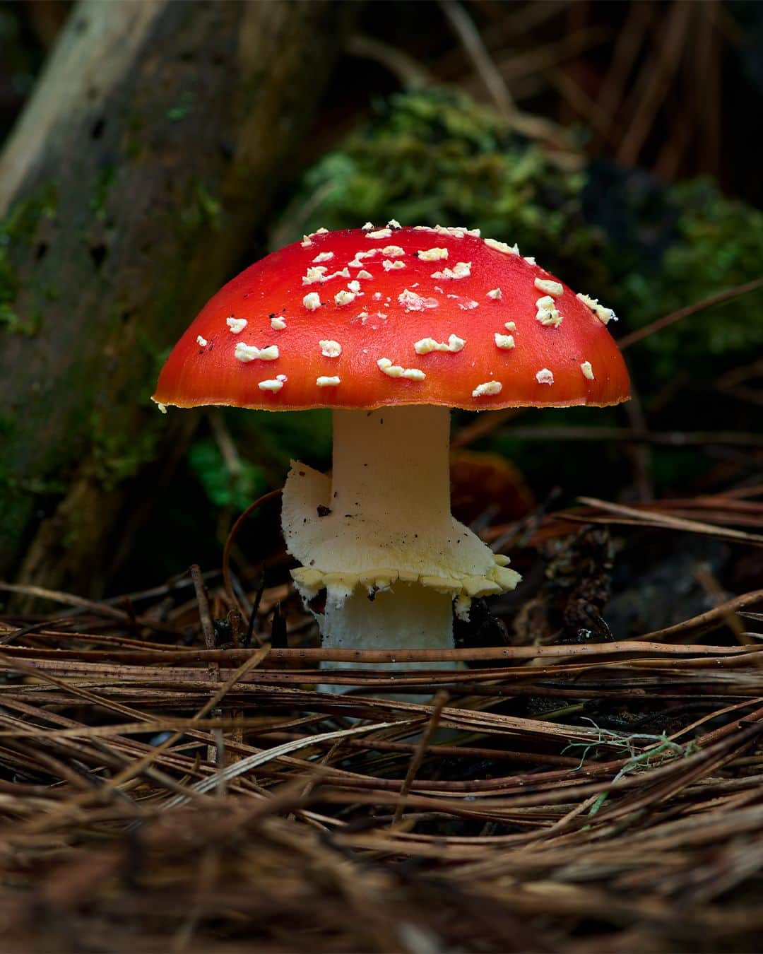 Nikon Australiaさんのインスタグラム写真 - (Nikon AustraliaInstagram)「Step into the enchanting world of fungi by @gregwestphotography. From Watagan State Forest to Copeland Tops, this mesmerising macro series uncovers the hidden wonders that lie beyond our gaze.  Swipe through to witness his mesmerising focus-stacked captures, each a result of meticulous technique and a keen eye for detail. 🍄📸  Photos by @gregwestphotography   Captured on the Z 7II and AF-S VR Micro-NIKKOR 105mm f/2.8G IF-ED  #Nikon #NikonAustralia #MyNikonLife #NikonCreators #NIKKOR #Z7II #NikonZ7II #Zseries #WildlifePhotography #MacroPhotography #Australia」9月9日 9時30分 - nikonaustralia