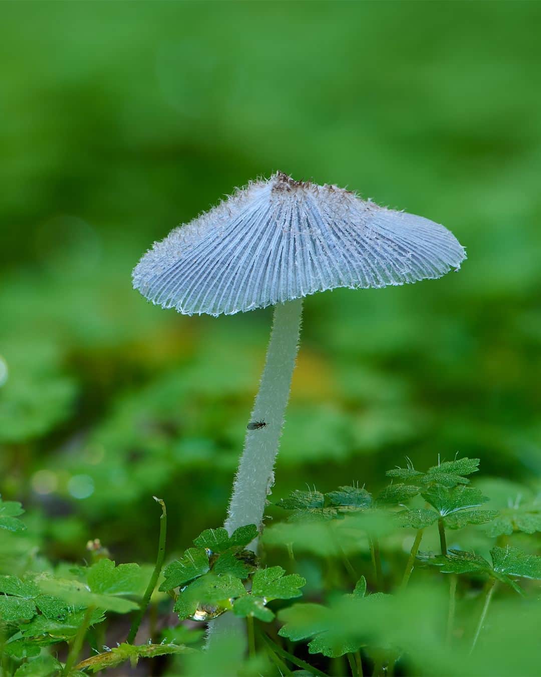 Nikon Australiaさんのインスタグラム写真 - (Nikon AustraliaInstagram)「Step into the enchanting world of fungi by @gregwestphotography. From Watagan State Forest to Copeland Tops, this mesmerising macro series uncovers the hidden wonders that lie beyond our gaze.  Swipe through to witness his mesmerising focus-stacked captures, each a result of meticulous technique and a keen eye for detail. 🍄📸  Photos by @gregwestphotography   Captured on the Z 7II and AF-S VR Micro-NIKKOR 105mm f/2.8G IF-ED  #Nikon #NikonAustralia #MyNikonLife #NikonCreators #NIKKOR #Z7II #NikonZ7II #Zseries #WildlifePhotography #MacroPhotography #Australia」9月9日 9時30分 - nikonaustralia