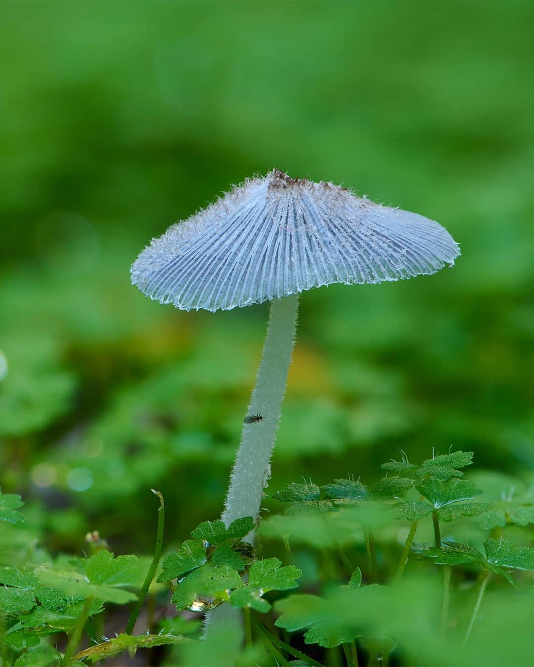 Nikon Australiaさんのインスタグラム写真 - (Nikon AustraliaInstagram)「Step into the enchanting world of fungi by @gregwestphotography. From Watagan State Forest to Copeland Tops, this mesmerising macro series uncovers the hidden wonders that lie beyond our gaze.  Swipe through to witness his mesmerising focus-stacked captures, each a result of meticulous technique and a keen eye for detail. 🍄📸  Photos by @gregwestphotography   Captured on the Z 7II and AF-S VR Micro-NIKKOR 105mm f/2.8G IF-ED  #Nikon #NikonAustralia #MyNikonLife #NikonCreators #NIKKOR #Z7II #NikonZ7II #Zseries #WildlifePhotography #MacroPhotography #Australia」9月9日 9時30分 - nikonaustralia