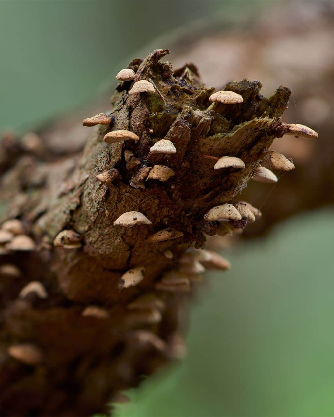 Nikon Australiaさんのインスタグラム写真 - (Nikon AustraliaInstagram)「Step into the enchanting world of fungi by @gregwestphotography. From Watagan State Forest to Copeland Tops, this mesmerising macro series uncovers the hidden wonders that lie beyond our gaze.  Swipe through to witness his mesmerising focus-stacked captures, each a result of meticulous technique and a keen eye for detail. 🍄📸  Photos by @gregwestphotography   Captured on the Z 7II and AF-S VR Micro-NIKKOR 105mm f/2.8G IF-ED  #Nikon #NikonAustralia #MyNikonLife #NikonCreators #NIKKOR #Z7II #NikonZ7II #Zseries #WildlifePhotography #MacroPhotography #Australia」9月9日 9時30分 - nikonaustralia