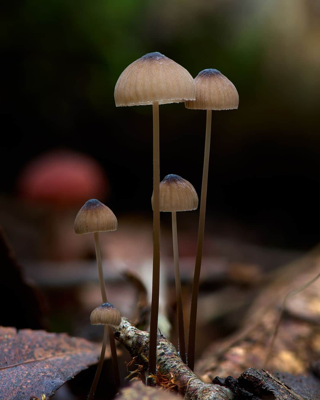 Nikon Australiaさんのインスタグラム写真 - (Nikon AustraliaInstagram)「Step into the enchanting world of fungi by @gregwestphotography. From Watagan State Forest to Copeland Tops, this mesmerising macro series uncovers the hidden wonders that lie beyond our gaze.  Swipe through to witness his mesmerising focus-stacked captures, each a result of meticulous technique and a keen eye for detail. 🍄📸  Photos by @gregwestphotography   Captured on the Z 7II and AF-S VR Micro-NIKKOR 105mm f/2.8G IF-ED  #Nikon #NikonAustralia #MyNikonLife #NikonCreators #NIKKOR #Z7II #NikonZ7II #Zseries #WildlifePhotography #MacroPhotography #Australia」9月9日 9時30分 - nikonaustralia