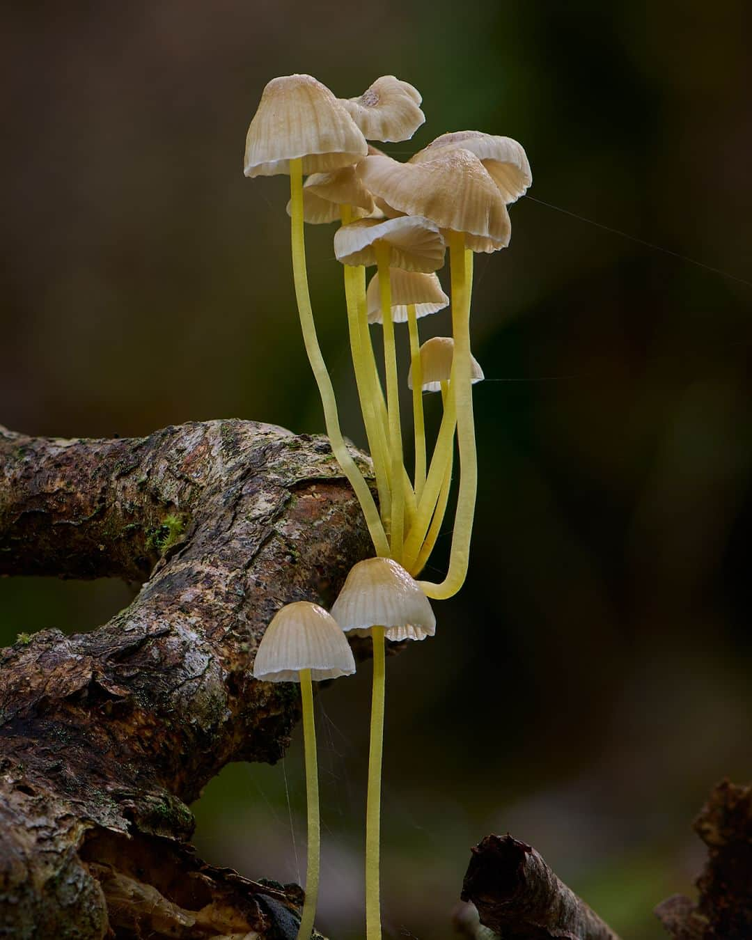 Nikon Australiaさんのインスタグラム写真 - (Nikon AustraliaInstagram)「Step into the enchanting world of fungi by @gregwestphotography. From Watagan State Forest to Copeland Tops, this mesmerising macro series uncovers the hidden wonders that lie beyond our gaze.  Swipe through to witness his mesmerising focus-stacked captures, each a result of meticulous technique and a keen eye for detail. 🍄📸  Photos by @gregwestphotography   Captured on the Z 7II and AF-S VR Micro-NIKKOR 105mm f/2.8G IF-ED  #Nikon #NikonAustralia #MyNikonLife #NikonCreators #NIKKOR #Z7II #NikonZ7II #Zseries #WildlifePhotography #MacroPhotography #Australia」9月9日 9時30分 - nikonaustralia