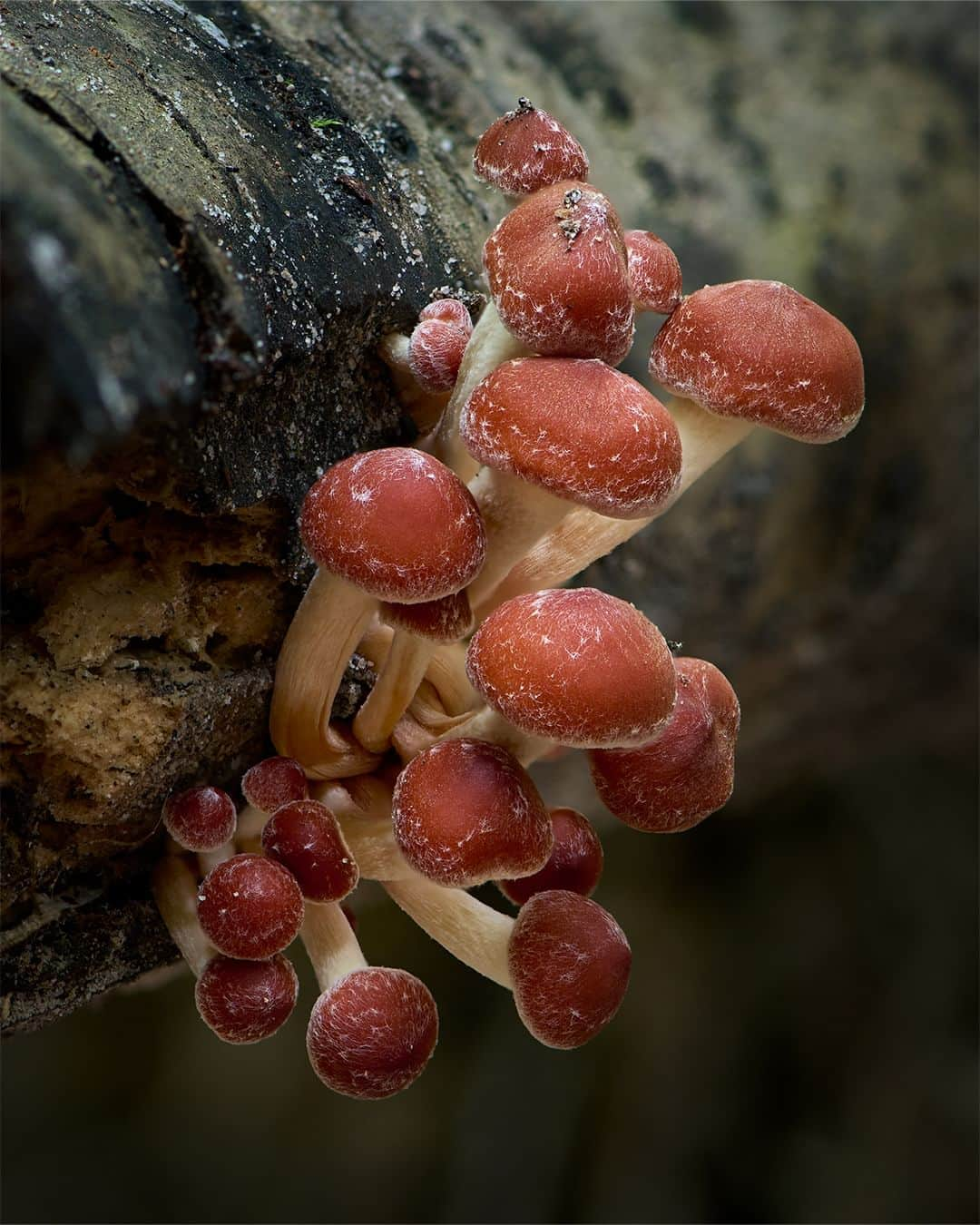 Nikon Australiaさんのインスタグラム写真 - (Nikon AustraliaInstagram)「Step into the enchanting world of fungi by @gregwestphotography. From Watagan State Forest to Copeland Tops, this mesmerising macro series uncovers the hidden wonders that lie beyond our gaze.  Swipe through to witness his mesmerising focus-stacked captures, each a result of meticulous technique and a keen eye for detail. 🍄📸  Photos by @gregwestphotography   Captured on the Z 7II and AF-S VR Micro-NIKKOR 105mm f/2.8G IF-ED  #Nikon #NikonAustralia #MyNikonLife #NikonCreators #NIKKOR #Z7II #NikonZ7II #Zseries #WildlifePhotography #MacroPhotography #Australia」9月9日 9時30分 - nikonaustralia