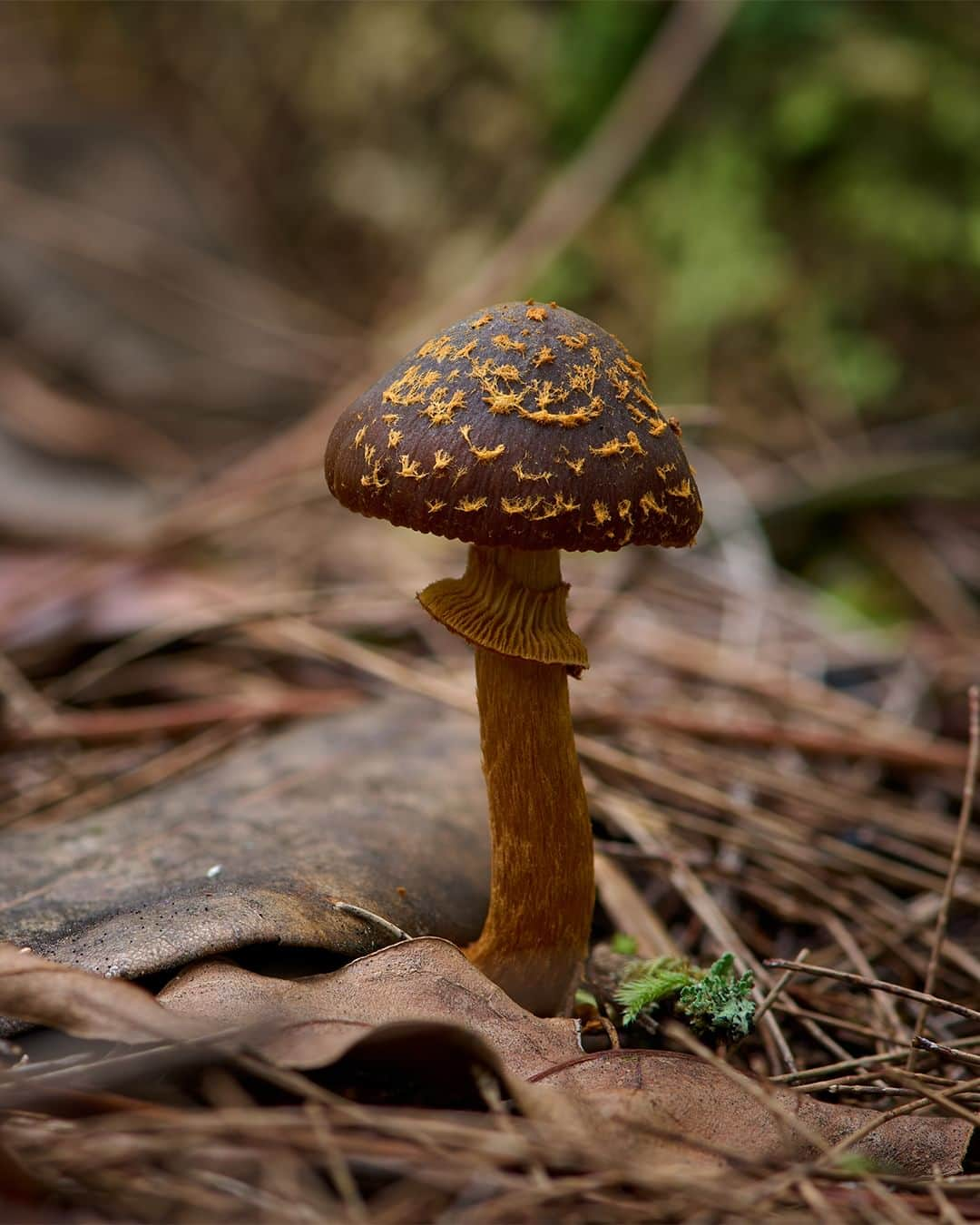 Nikon Australiaさんのインスタグラム写真 - (Nikon AustraliaInstagram)「Step into the enchanting world of fungi by @gregwestphotography. From Watagan State Forest to Copeland Tops, this mesmerising macro series uncovers the hidden wonders that lie beyond our gaze.  Swipe through to witness his mesmerising focus-stacked captures, each a result of meticulous technique and a keen eye for detail. 🍄📸  Photos by @gregwestphotography   Captured on the Z 7II and AF-S VR Micro-NIKKOR 105mm f/2.8G IF-ED  #Nikon #NikonAustralia #MyNikonLife #NikonCreators #NIKKOR #Z7II #NikonZ7II #Zseries #WildlifePhotography #MacroPhotography #Australia」9月9日 9時30分 - nikonaustralia