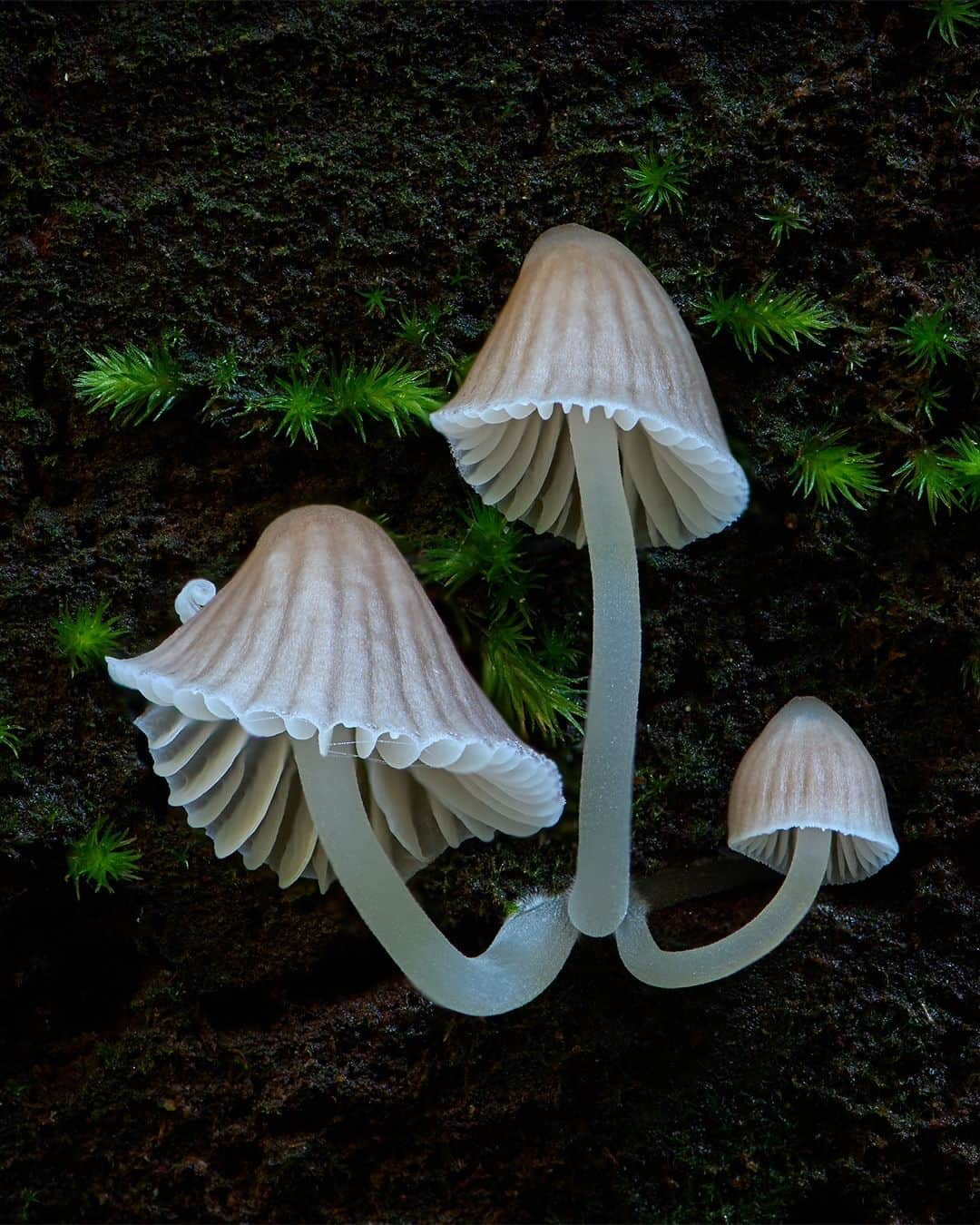 Nikon Australiaさんのインスタグラム写真 - (Nikon AustraliaInstagram)「Step into the enchanting world of fungi by @gregwestphotography. From Watagan State Forest to Copeland Tops, this mesmerising macro series uncovers the hidden wonders that lie beyond our gaze.  Swipe through to witness his mesmerising focus-stacked captures, each a result of meticulous technique and a keen eye for detail. 🍄📸  Photos by @gregwestphotography   Captured on the Z 7II and AF-S VR Micro-NIKKOR 105mm f/2.8G IF-ED  #Nikon #NikonAustralia #MyNikonLife #NikonCreators #NIKKOR #Z7II #NikonZ7II #Zseries #WildlifePhotography #MacroPhotography #Australia」9月9日 9時30分 - nikonaustralia