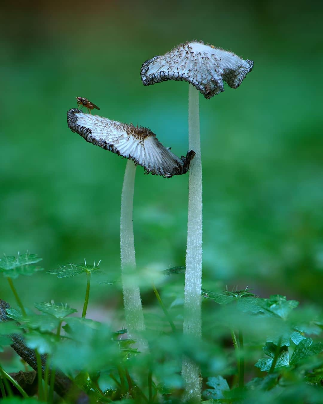 Nikon Australiaさんのインスタグラム写真 - (Nikon AustraliaInstagram)「Step into the enchanting world of fungi by @gregwestphotography. From Watagan State Forest to Copeland Tops, this mesmerising macro series uncovers the hidden wonders that lie beyond our gaze.  Swipe through to witness his mesmerising focus-stacked captures, each a result of meticulous technique and a keen eye for detail. 🍄📸  Photos by @gregwestphotography   Captured on the Z 7II and AF-S VR Micro-NIKKOR 105mm f/2.8G IF-ED  #Nikon #NikonAustralia #MyNikonLife #NikonCreators #NIKKOR #Z7II #NikonZ7II #Zseries #WildlifePhotography #MacroPhotography #Australia」9月9日 9時30分 - nikonaustralia