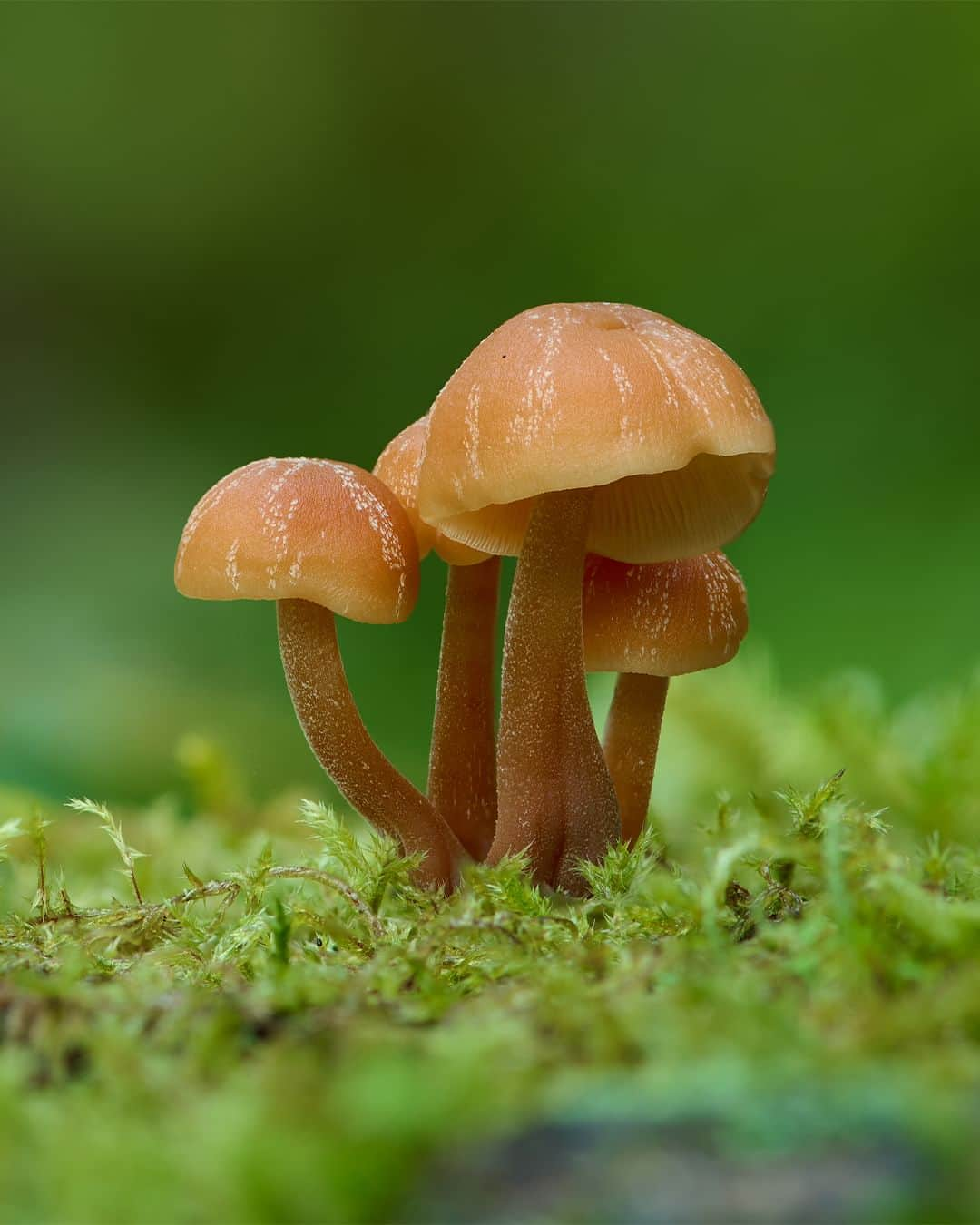 Nikon Australiaのインスタグラム：「Step into the enchanting world of fungi by @gregwestphotography. From Watagan State Forest to Copeland Tops, this mesmerising macro series uncovers the hidden wonders that lie beyond our gaze.  Swipe through to witness his mesmerising focus-stacked captures, each a result of meticulous technique and a keen eye for detail. 🍄📸  Photos by @gregwestphotography   Captured on the Z 7II and AF-S VR Micro-NIKKOR 105mm f/2.8G IF-ED  #Nikon #NikonAustralia #MyNikonLife #NikonCreators #NIKKOR #Z7II #NikonZ7II #Zseries #WildlifePhotography #MacroPhotography #Australia」