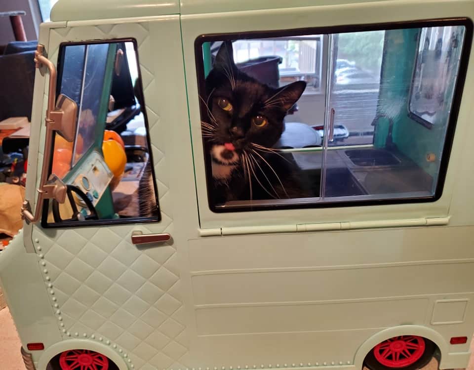猫コスプレのインスタグラム：「Found a cat sized Food Truck for $3 at a Thrift store. Gonna make it a cat bed. Can't wait to do a proper photoshoot with it.」