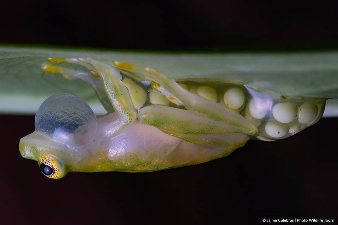 thephotosocietyのインスタグラム：「Photo by @jaime_culebras // Under a leaf from the rainforest of Costa Rica, a male Reticulated Glass Frog (Hyalinobatrachium valerioi) guards an egg mass he has just fertilized from a female while calling to attract more females who want to perpetuate their genetic lineage. The males of some glass frogs take care of the eggs during their development until they hatch and fall into the water, where they will continue with metamorphosis. They can take care of around ten egg masses at a time.  #glassfrog #frog #amphibian #biodiversity @thephotosociety  For more images and stories about biodiversity, follow @jaime_culebras.」