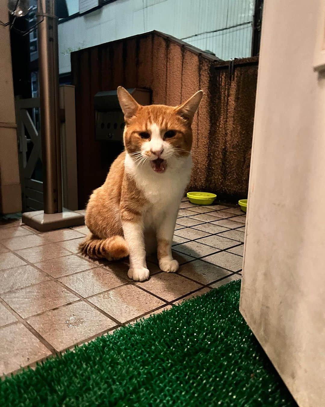 Kachimo Yoshimatsuのインスタグラム：「こんばんは〜！ ごはん、ください！  #うちの猫ら #chameshi #猫 #ねこ #ニャンスタグラム #にゃんすたぐらむ #ねこのきもち #cat #ネコ #catstagram #ネコ部 http://kachimo.exblog.jp」