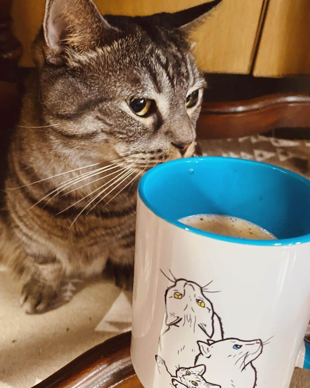 辻本祐樹のインスタグラム：「朝からやる事やって、ホッと一息コーヒータイム♪ 皆様の今日はどんな1日かなー？  ほんまにタイナイサンマグカップかわいー♪作って良かった♪  #マンチカン  #保護猫 #保護猫と暮らす #cat #猫 #アメリカンカール　#辻本祐樹 の #愛猫 #love #猫のいる暮らし  ↓ https://dreaminblue.base.shop/」