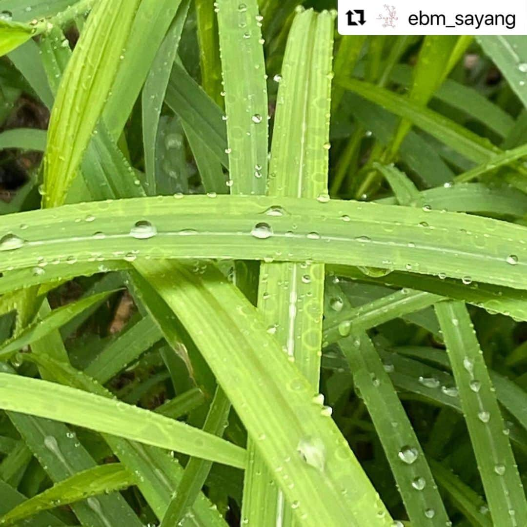 堤信子さんのインスタグラム写真 - (堤信子Instagram)「#Repost @ebm_sayang with @use.repost ・・・ おはようございます☀️  今週もフリーアナウンサー堤信子さん @nobnob1111 のミニエッセイ、「あなたの心地良さを作る習慣」をお届けします✨  習慣１００、ミニエッセイ、１００本目に。  さやんのミニエッセイ、嬉しいことに今回で１００本目になりました。  週末に心や身体を整えることをテーマに投稿を始めて、あっという間に１００本、暮らしのつぶやきのようなささやかな投稿ですが、何より機会をいただけていることに、そしてさやん読者の皆様にも、あらためて感謝です。  というのも、投稿することによって、四季折々の歳時記についても、より意識するようになりましたし、写真も、季節を感じる何気ないものにも目を向けるようになりました。  そして何より、私自身が週末リセットする習慣が新しく身についたことが大きな収穫でした。  １００点、１００日、１００回、そして１００本！  １００という数字特有の達成感はとにかく嬉しいもの、 そんなご褒美をいただけて、幸せいっぱいの私、これからも続けることを楽しんで参ります。「あなたの心地良さを作る習慣」これからもよろしくお願いいたします。 #ebm #ebmさやん #さやん #イービーエム #化粧品会社 #堤信子 #ミニエッセイ #あなたの心地良さを作る習慣  #100 #週末の過ごし方 #習慣 #心身を整える #美と健康 #四季折々」9月9日 10時28分 - nobnob1111