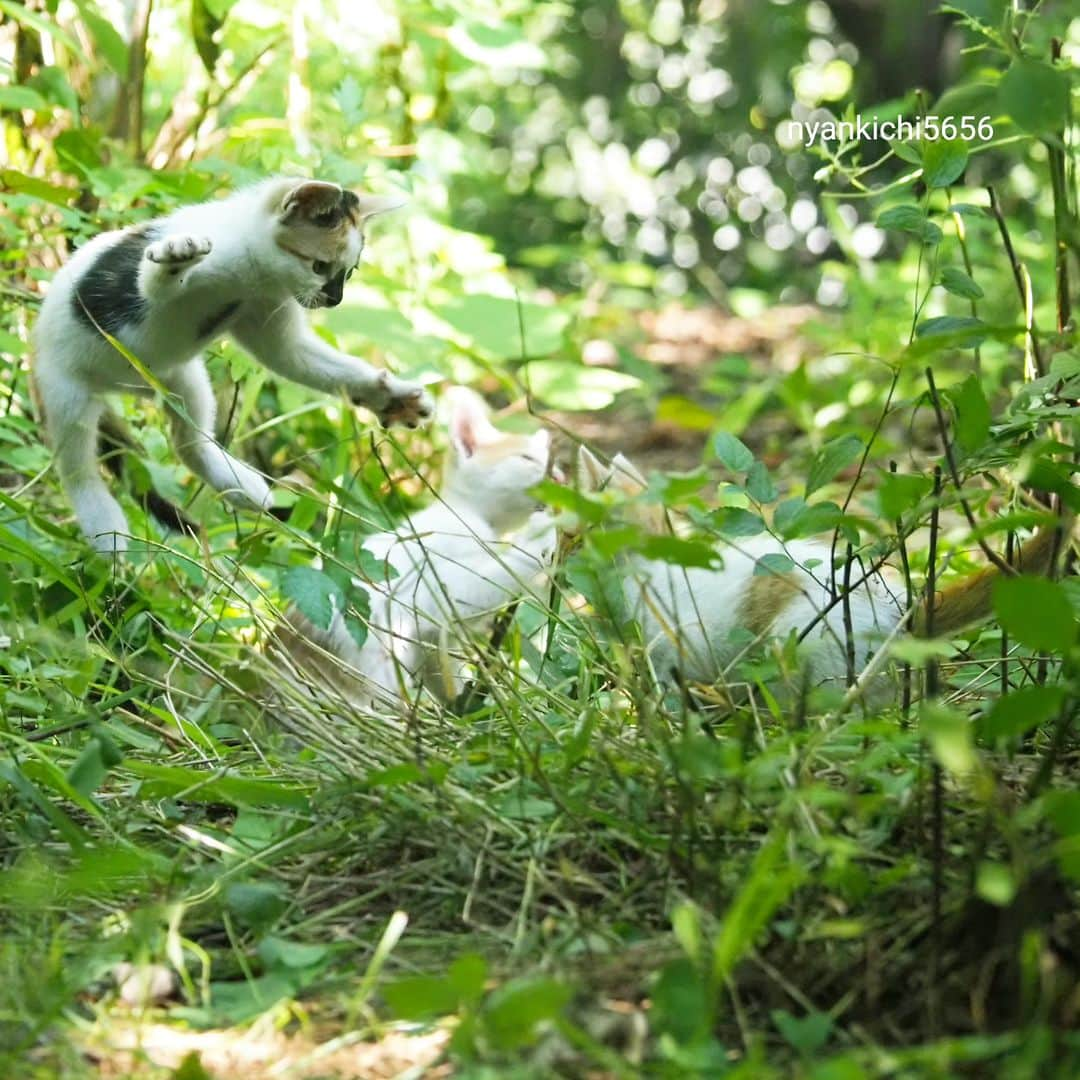 路地裏のにゃん吉のインスタグラム：「Life is play  人生は遊びだ　岡本太郎  猫生だって遊びにゃ😼  今撮りほやほや♨ 現場より愛を込めて  CAMERA ︰OMD-EM1mark Ⅱ LENZ︰M.ZUIKO DIGITAL ED 12-100mm F4.0 IS PRO   #のらねこ部   #om_system_jp #om写真投稿 #japancamera_official #猫部#nekoclub#แมว#icu_japan #igersjp#猫 #にゃんすたぐらむ#ig_catsclub #cats# #catsofinstagram #gatto#catloversclub#bnw_catalonia  #東京カメラ部#icu_japan#cute #catstagram#広がり同盟 #bestcatclub #gallery_legit #写真を止めるな#love_bestjapan #lovers_nippon  #team_jp #고양이#にゃんすたぐらむ #igers_photoart_bnw #instacat」