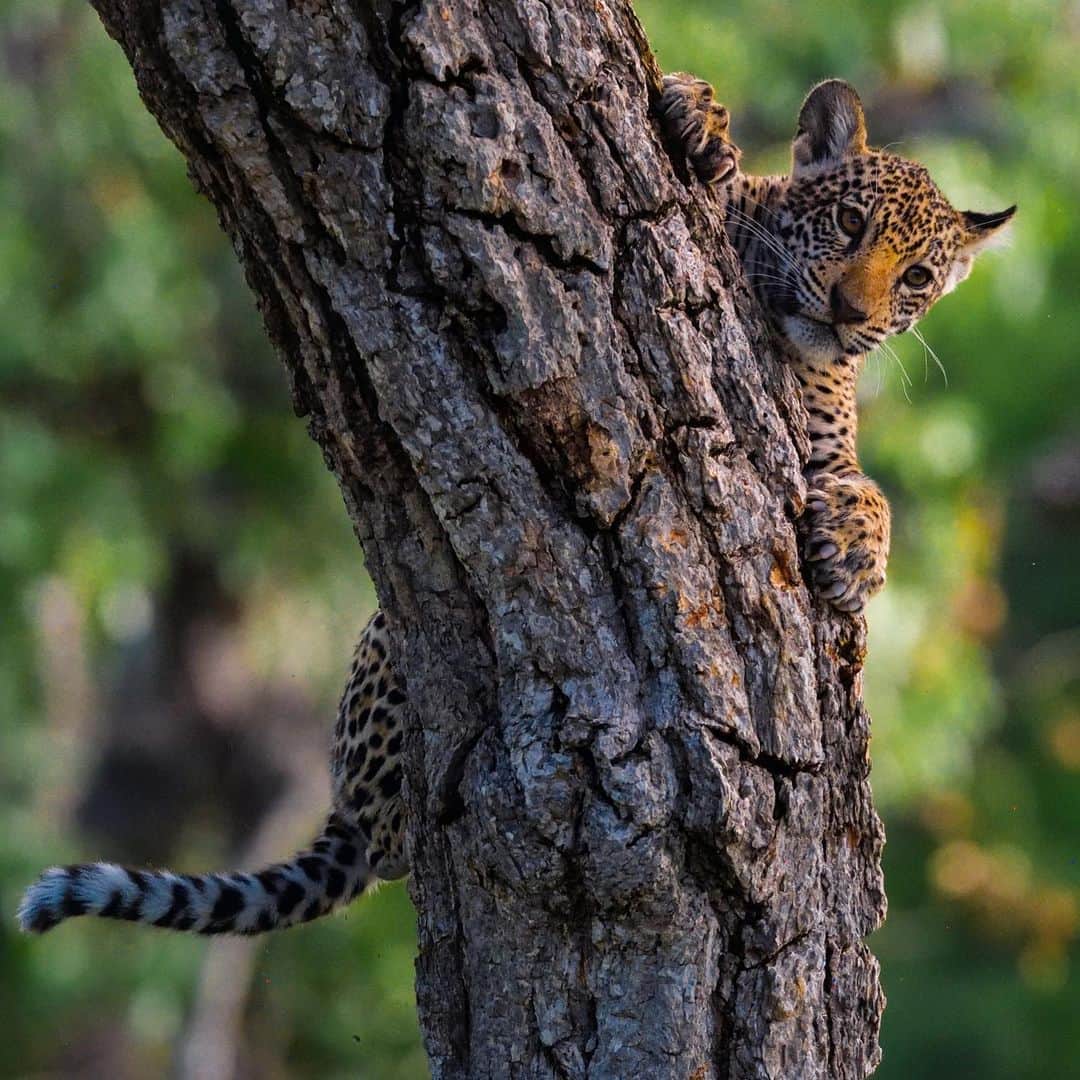 Keith Ladzinskiのインスタグラム：「A new born jaguar cub, clawing it’s way down a small tree in the pantanal wetland.」