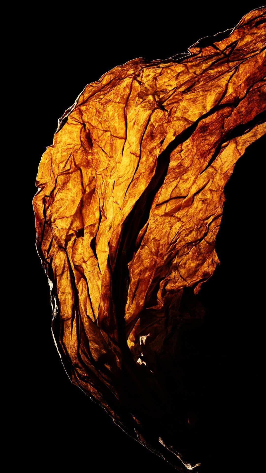 のインスタグラム：「With Tobacco Honey, Guerlain Perfumer Delphine Jelk orchestrates golden honey and smoky tobacco to perfection, wrapped in vanilla, tonka bean and sesame. Watch now to discover how.  @delphinejelk @thierrywasser   #Guerlain #GuerlainParfumeur #Fragrance #ArtetMatière」