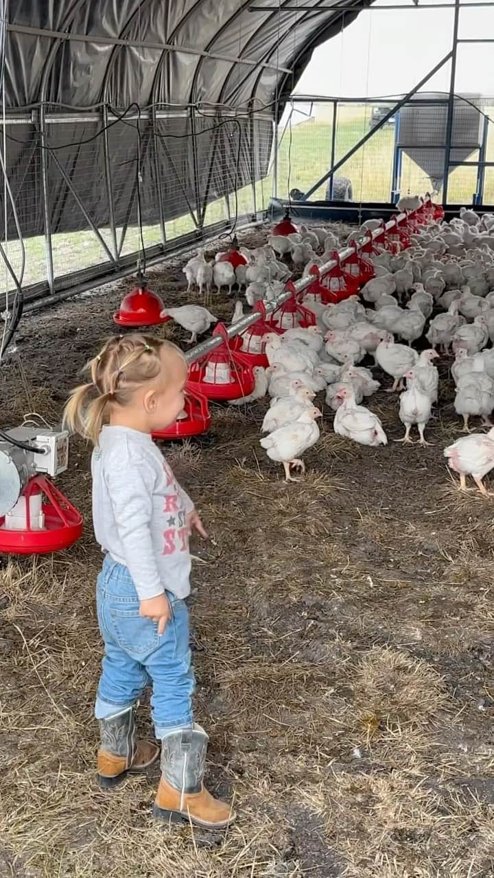 ロンダ・ラウジーのインスタグラム：「Do you know where your chicken comes from? What kind of life do they live? What kind of food do they eat? Well here’s how we run our pasture raised chicken operation at @browseyacresoregon -  Our chicks are dropped off from a local hatchery, we do not support male culling and raise a mix of males and females together. They stay in their indoor “nursery” until 4 weeks old and then schooners on the pasture till they’re 8-10 weeks old (industry standard is closer to 6 weeks).  We feed them our proprietary, corn and soy free, canola based blend, along with pasture grass and whatever bugs they can find and minerals from our volcanic southern Oregon soil.  They mix 300 pounds of their droppings in with the soil when they’re moved to a fresh patch of grass each day. After they’ve taken the grass down and mixed in their poo we let the area rest till next year. By then the grass has fully recovered and we let our wagyu herd graze on it, followed by the chickens again, and so on.   We love our animals and hope you enjoy watching them live on our pasture exhibiting natural behaviors and taking part of the ecosystem instead of being removed from it.  We believe the highest quality life for our animals yields the highest quality product- Check the link in our bio to try for yourself 🙏🏼❤️🐓🐂」