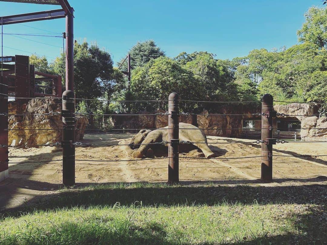 深田結梨（浅田結梨）さんのインスタグラム写真 - (深田結梨（浅田結梨）Instagram)「🐘🦜🐒🦇🦒  #animals #ゾウさんは寝てます」9月9日 3時16分 - yuuriman_