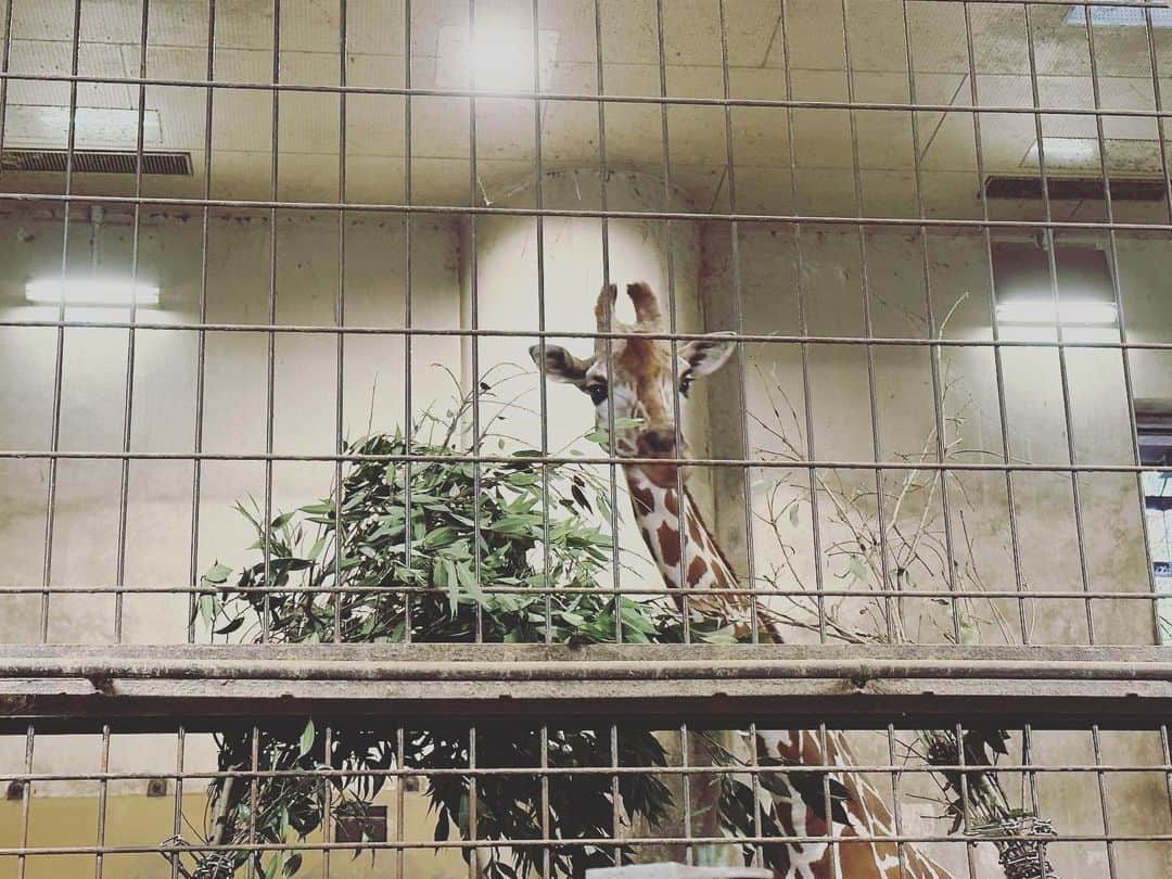 深田結梨（浅田結梨）さんのインスタグラム写真 - (深田結梨（浅田結梨）Instagram)「🐘🦜🐒🦇🦒  #animals #ゾウさんは寝てます」9月9日 3時16分 - yuuriman_