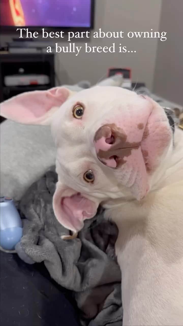 DogsOf Instagramのインスタグラム：「@kali.thebullypit may be a bit ✨weird✨ but we wouldn’t have it any other way! What are some unique quirks your dogs have? . . . #pibbles #pibblesofinstagram #weirddogs #funnydogs #weirdodog #weirddoggo」