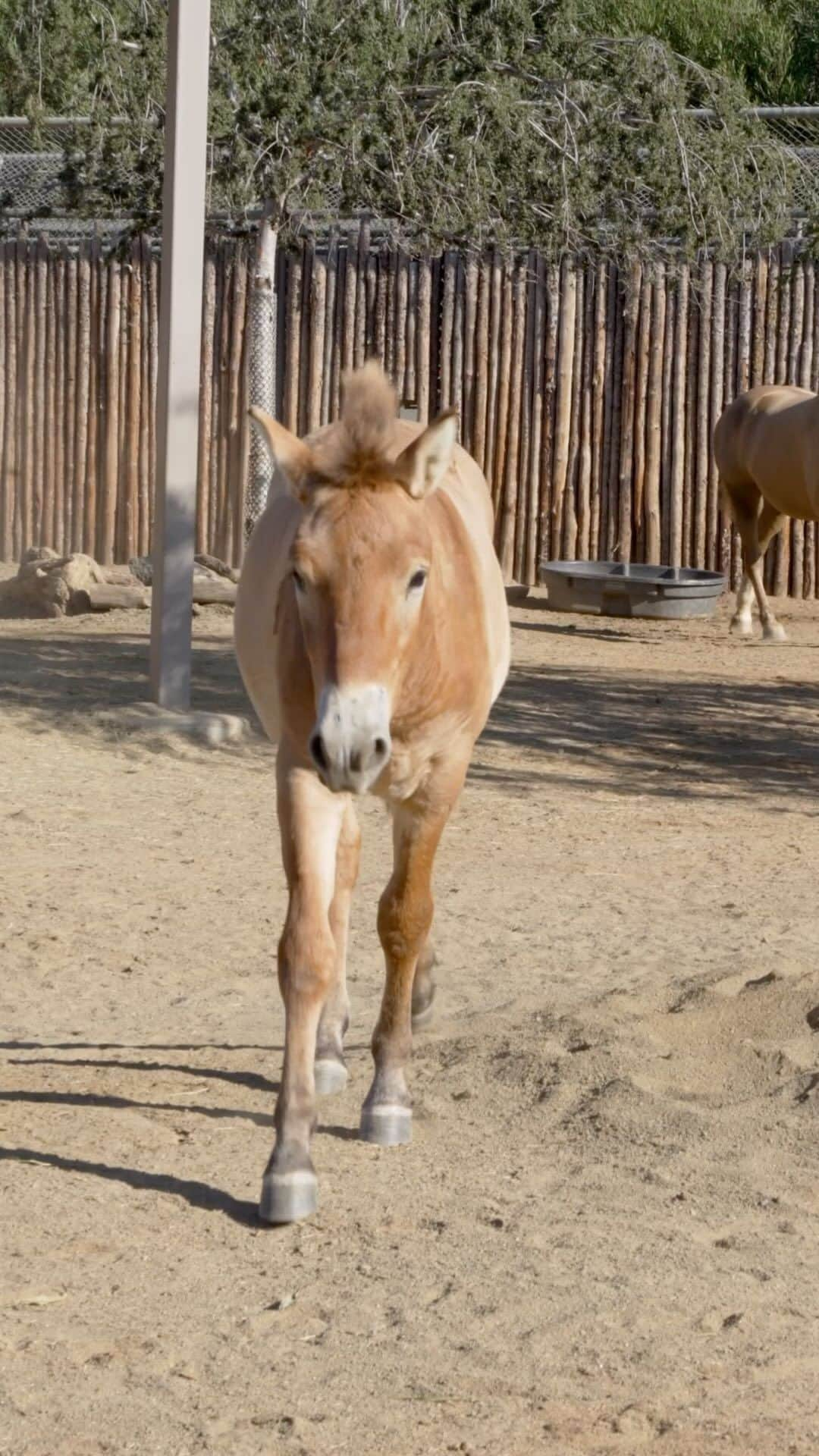 San Diego Zooのインスタグラム：「We’re proud to introduce Ollie, the world’s second cloned Przewalski’s horse 🐴  Named after SDZWA’s Director of Conservation Genetics Dr. Oliver Ryder, Ollie was born earlier this year to a surrogate mare at the ViaGen Pets & Equine cloning facility in Texas. The two recently arrived at the San Diego Zoo Safari Park where Ollie will learn the language of being a wild horse from his own species.   Nearly all of the Przewalski’s horses today descend from 12 born in native habitats. Though they have been reintroduced to the native grasslands of China and Mongolia, scientists believe they’ll need more genetic diversity to secure the future of the species - thus, cloning.  Read more about Ollie and what he means to the future of this endangered species at the link in our bio.   #PrzewalskisHorse #SavingSpecies #CollaborativeConservation #SDZWA」