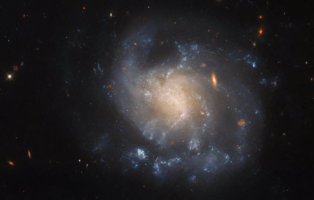 NASAのインスタグラム：「@NASAHubble caught this image of galaxy IC 1776 swirls, 150 million light-years away in the constellation Pisces! ♓ This galaxy played host to a supernova, discovered in 2015 by the Lick Observatory Supernova Search, which is a robotic telescope which combs the night sky in search of transient phenomena such as supernovae such as this one.  Image description: A spiral galaxy. It is irregularly shaped and its spiral arms are difficult to distinguish. The edges are faint, and the core has a pale-yellow glow. It is dotted with small, wispy, blue regions where stars are forming. A few stars and small galaxies in warm colors are visible around it.」