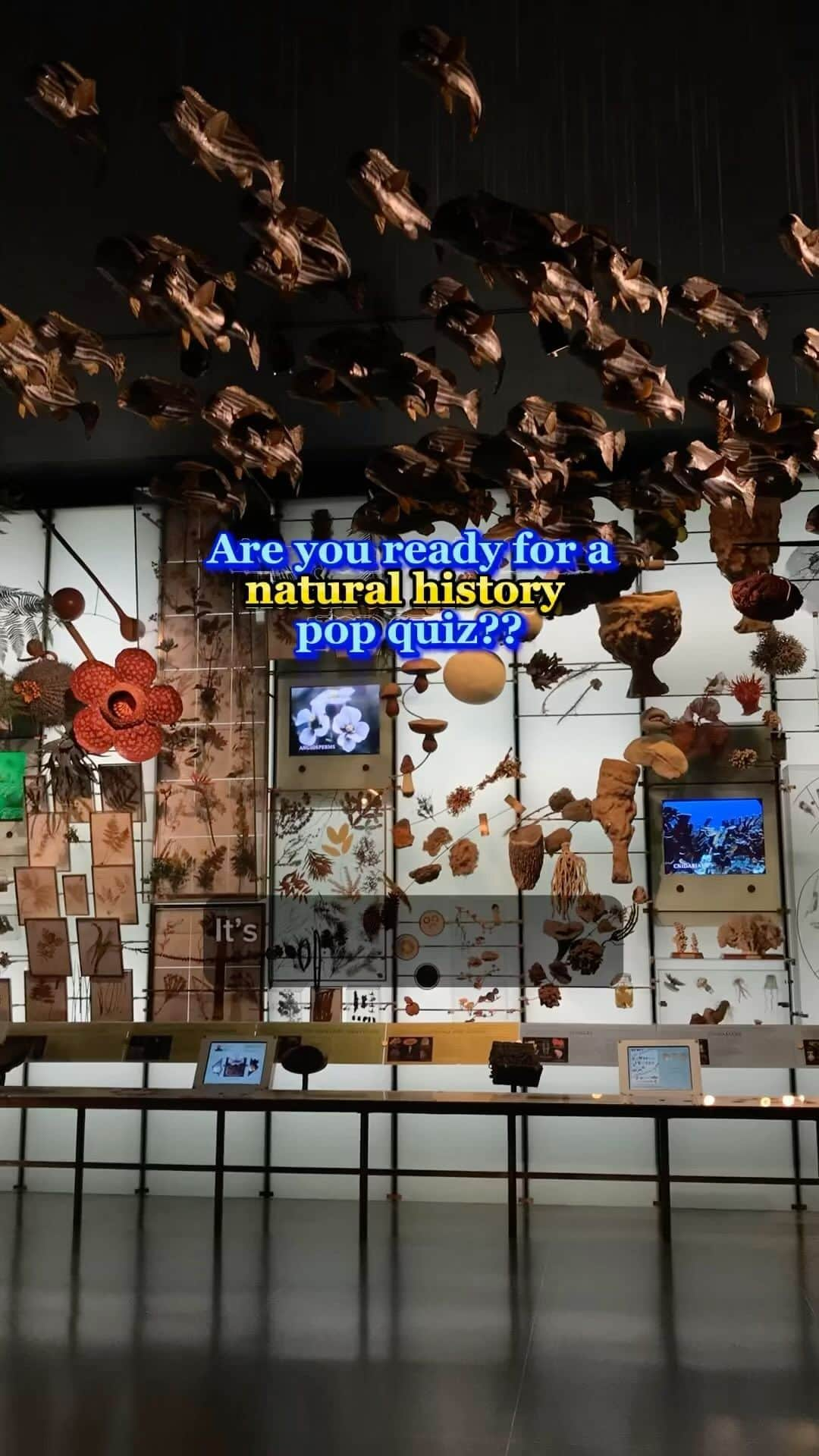 アメリカ自然史博物館のインスタグラム：「Share your score below! Didn’t ace this quiz? Stop by the Museum to brush up on your natural history knowledge! We’re open daily from 10 am-5:30 pm.   #naturalhistory #amnh #STEM #museums #BackToSchool #dinosaurs #space」