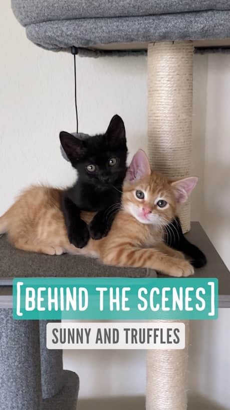 Jazzy Cooper Fostersのインスタグラム：「Behind the scenes — Baby Sunny and baby Truffles  I have so many sweet clips of all my babies I haven’t been able to share. I just need extra 12 hours in a day so I can share more! 😁」