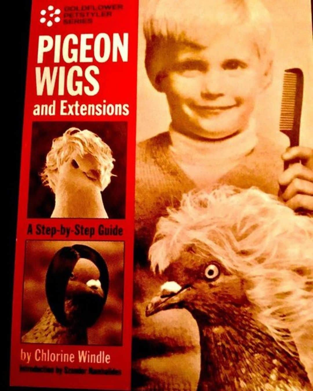 エイミー・セダリスさんのインスタグラム写真 - (エイミー・セダリスInstagram)「Yes please!  @gadampics   #wigs #pigeon #pigeons #hair #comb」9月9日 4時18分 - amysedaris