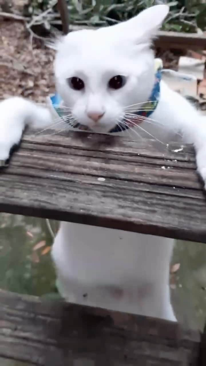 Fresh Stepのインスタグラム：「Climbing our way to the weekend, one day at a time like @luckypenny_cat! 😺🧗  #cutecats #catlovers #whitecats #catclimb  #freshstep #freshsteplitter」