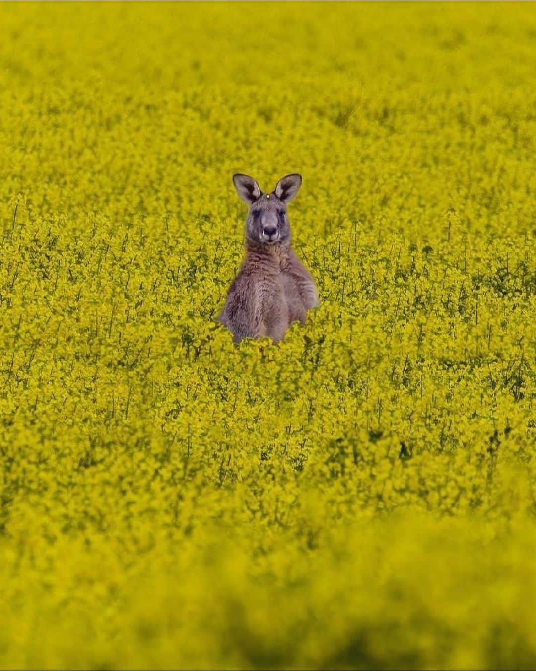 Australiaのインスタグラム：「Yellow, is it me you're looking for? 👀💛 @jasonshack_photography⁣ spotted this cheeky roo playing a game of hide-and-seek in a #canola field near #PointWilson in @visitgeelongbellarine. Just under an hour from Narrm (@visitmelbourne) on Wadawurrung Country⁣, you'll typically stumble across these colourful blooms between August and October. While this sight can be pretty darn jaw-dropping, be sure not to enter private property without permission or trample the flowering crops when pulling over to capture your snap 🌾📸 #SeeAustralia #ComeAndSayGday #VisitVictoria #VisitGeelongBellarine」