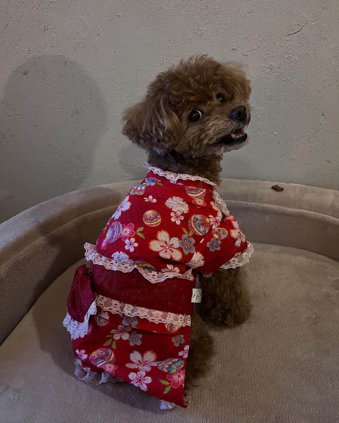 日下裕江さんのインスタグラム写真 - (日下裕江Instagram)「ペットのレンタル浴衣👘  洛龍菴に宿泊したら わんちゃんに浴衣レンタルもあったので、せっかく京都に来たので浴衣を着せてあげました✨  いつもボーイッシュな格好ばかりさせちゃうので、浴衣は可愛い赤色の花柄に❤️  トリミングも女の子らしいカットにしていたお陰で、赤い浴衣もピッタリ❣️  これで男の子に間違われないね🤭  お散歩してたら近所のお母様に、 『あら！可愛いわね❣️』って言って貰えたから、大正解！www  近所にライトアップしてる”七本松通”があると言うのでお散歩に行ってみました🐩🚶‍♀️🚶‍♂️  平日だったからか、人通りも少なく、 落ち着いたライティングが風情があって素敵な通りでした🏮✨  なんだかお祭りみたいに賑わってる場所があるなと思ったら、 『上七軒歌舞練場』でビアガーデンが行われてました🍻✨  京都らしい風情あるビアガーデンが余りにも素敵で入りたかったけど、 ロルが一緒だから入れず😢  日本ってペット連れで入れないお店が多くて、本当残念です😢  ヨーロッパやアメリカなんて家族と一緒だから、どこでも犬を連れて行けるところが羨ましい🥺 日本もそうなって欲しいな…  でも、またいつかリベンジしたいと思います✨  ロルはあの人気の無印クッションがかなり気持ち良かったみたいで、 クッションの上でグースカ寝てしまいました💤  これはうちも買うしかないな😏♡⸝⸝⸝⸝  #洛龍菴 #洛龍菴別邸はつな #ペットレンタル浴衣 #ペット浴衣 #犬浴衣 #七本松通 #ライトアップ #上七軒ビアガーデン #上七軒歌舞練場 #京都 #kyoto #japan」9月9日 10時41分 - hiroe___h