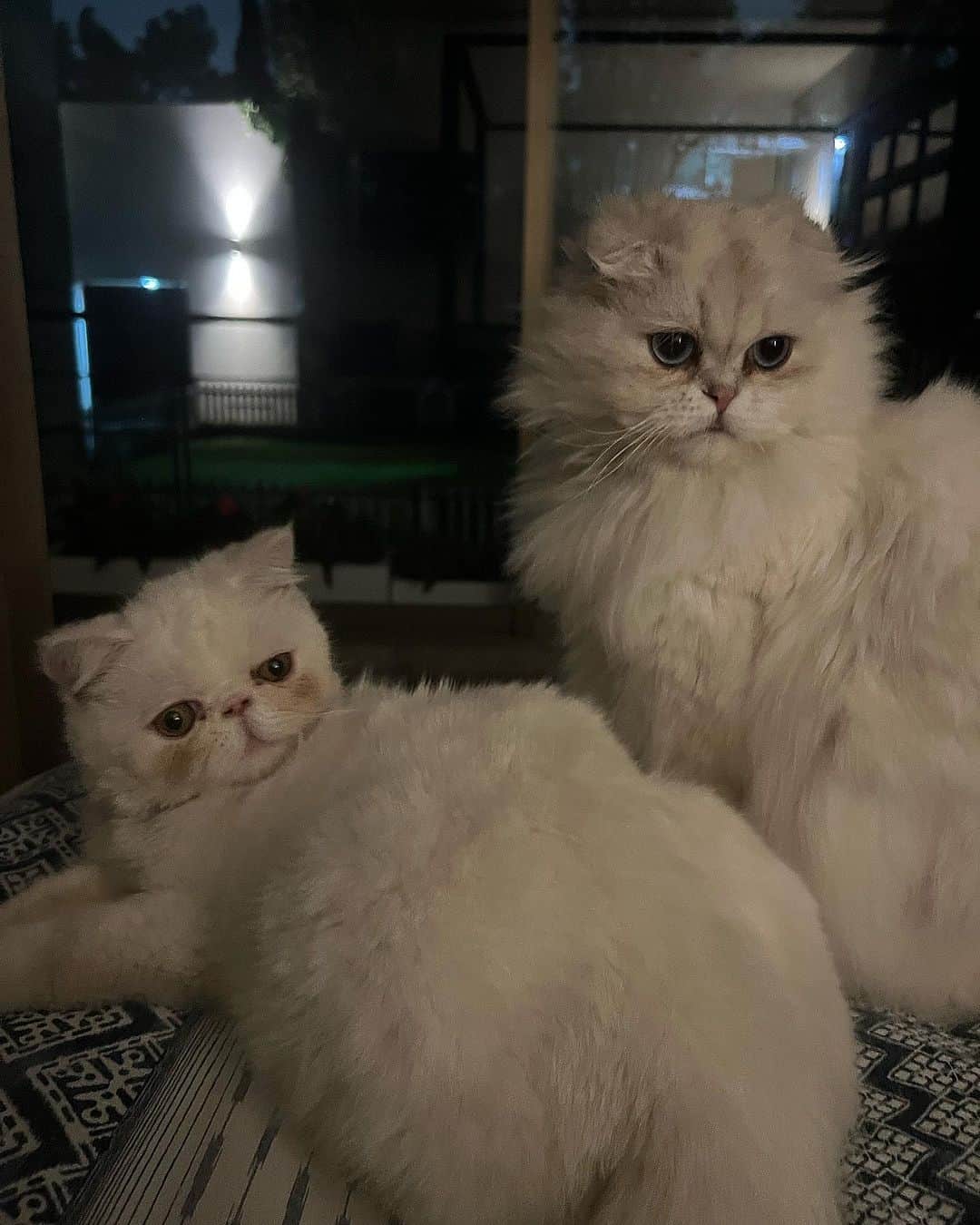 ベリンダのインスタグラム：「Puro amor, mis mininos 🐱🤍」