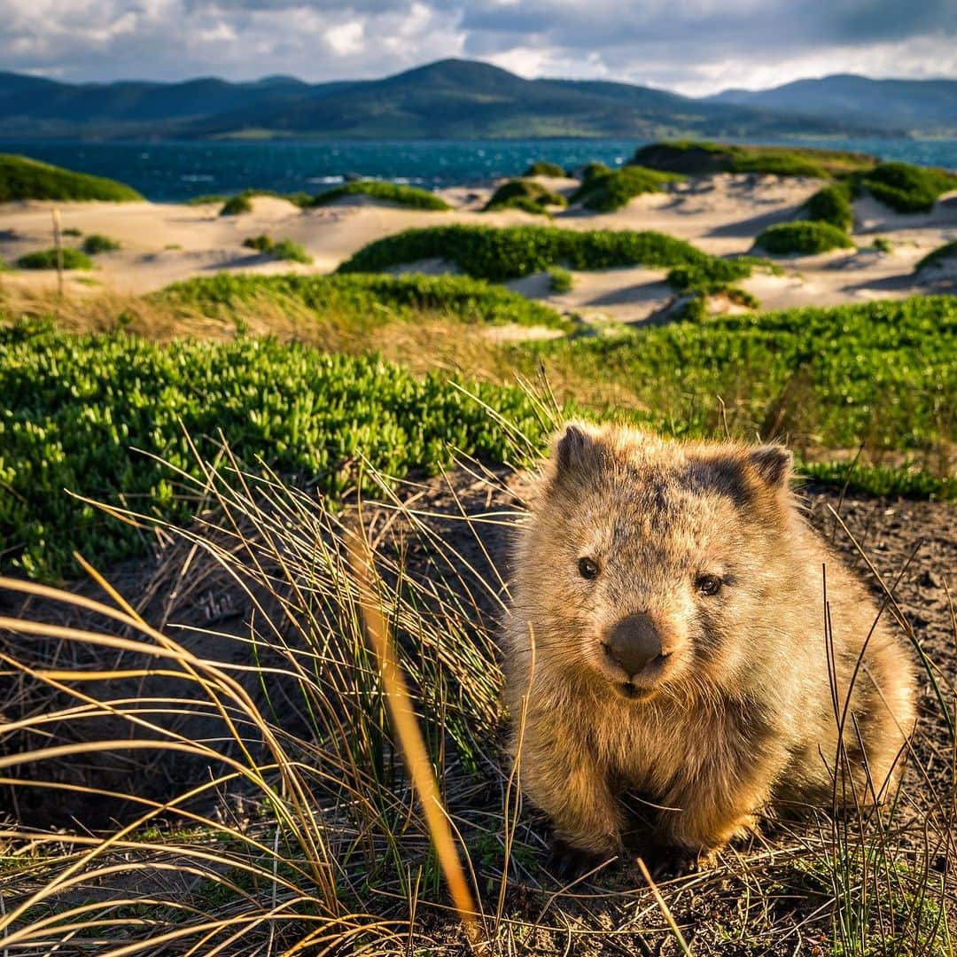 アニマルプラネットさんのインスタグラム写真 - (アニマルプラネットInstagram)「Love this view. 🥰  A #wombat on Maria Island, Tasmania.  #Animals #Nature」9月9日 6時07分 - animalplanet