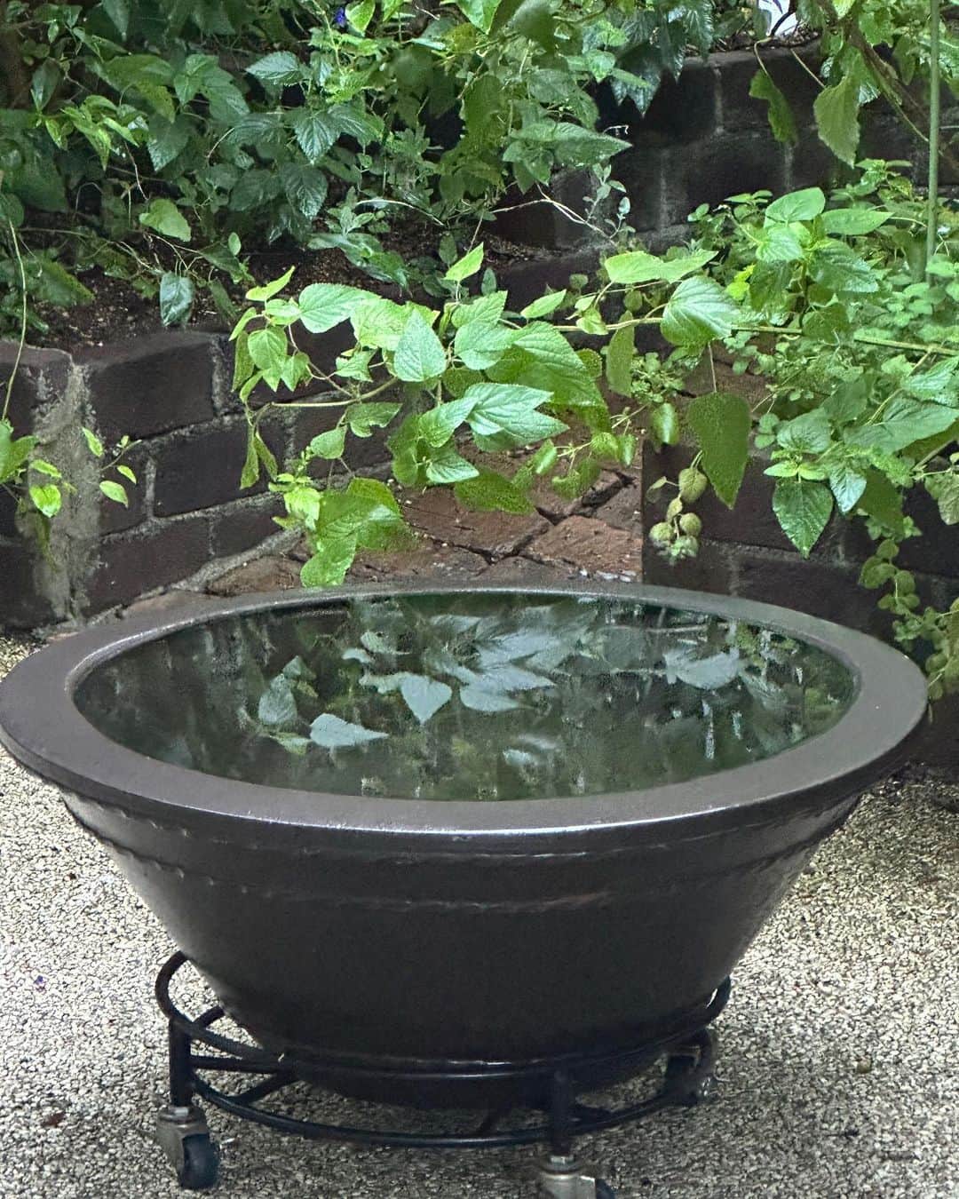 栗原はるみさんのインスタグラム写真 - (栗原はるみInstagram)「みなさんおはようございます。 茨城、水戸、千葉、福島、茨城など各地で線状降水帯が発生大きな被害が出ていて心配しています。 みなさん大丈夫でしょうか？  今日はもう土曜日。本当に時間が経つのが早いですよね？ 今朝、庭をみたら水鉢にきれいな影が写って！ 昨日は雨と風でばらが心配でした。触れたら花びらが散ってしまいそう！ いただいた梨を冷やしてあったので小さく切ってみなさんの朝のデザートに。ちょっとはちみつを垂らして。切り方を変えてみたら何だか美味しく感じました。 昨日は朝から料理の撮影の準備して夜まで撮影。陽が暮れてから庭の小道にキャンドルを並べて火を灯しキンカンの木にはイルミネーションを付けて。きれいな風景が。長い一日でしたがみんなと一緒に楽しい撮影が出来ました。 最後に庭からリビングを写したらきれいな写真が撮れました。 みなさん今日も楽しい一日を過ごしてね〜。 私は今日は来週の撮影のために試作をやります。 #栗原はるみ  #kuriharaharumi  玲児さんにも大好きだったキャンドルやイルミネーションを見せてあげました。」9月9日 6時52分 - harumi_gram
