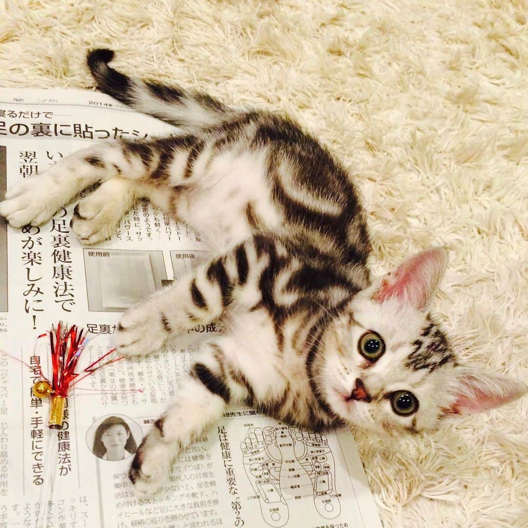 Alain アランさんのインスタグラム写真 - (Alain アランInstagram)「Happy Caturday! Baby Alain playing with toys.  I was 2 months old.  * 土曜日は蔵出しアラン！子猫時代のアランをお見せしています。ベビーアラン、生後2か月ちょっと。おもちゃで遊んでるよ！ * #2014 #babyalain#PrinceAlain#boyAlain #catstagram #cat_features  #topcatphoto #cutepetclub #catsofinstagram #cats_of_world #excellent_cats #catstocker  #bestmeow #bestcats_oftheworld #INSTACAT_MEOWS #peco #animalsco #mofmo #みんねこ #ふわもこ部 #ねこのきもち #アメショー #猫 #猫好きさんとつながりたい #nekoclub #にゃんグラム #アメショ」9月9日 6時56分 - alain_cat