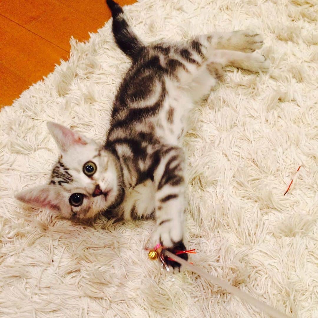 Alain アランさんのインスタグラム写真 - (Alain アランInstagram)「Happy Caturday! Baby Alain playing with toys.  I was 2 months old.  * 土曜日は蔵出しアラン！子猫時代のアランをお見せしています。ベビーアラン、生後2か月ちょっと。おもちゃで遊んでるよ！ * #2014 #babyalain#PrinceAlain#boyAlain #catstagram #cat_features  #topcatphoto #cutepetclub #catsofinstagram #cats_of_world #excellent_cats #catstocker  #bestmeow #bestcats_oftheworld #INSTACAT_MEOWS #peco #animalsco #mofmo #みんねこ #ふわもこ部 #ねこのきもち #アメショー #猫 #猫好きさんとつながりたい #nekoclub #にゃんグラム #アメショ」9月9日 6時56分 - alain_cat