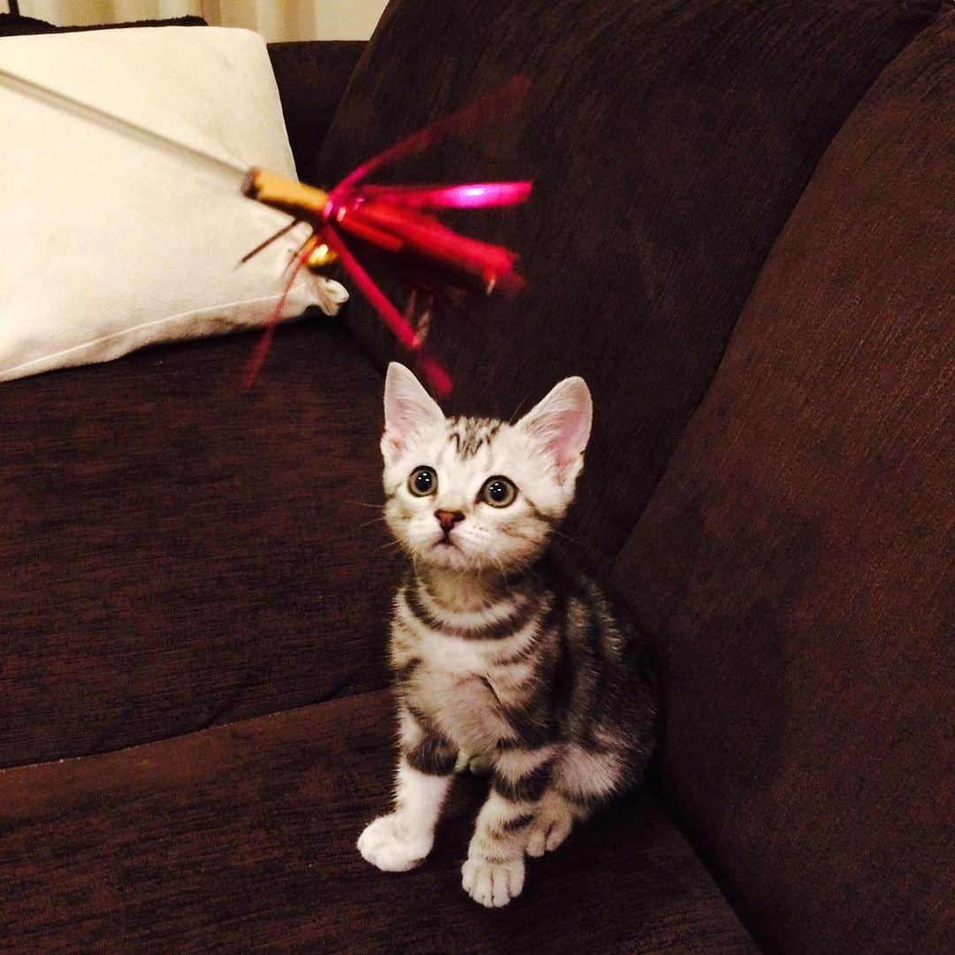 Alain アランさんのインスタグラム写真 - (Alain アランInstagram)「Happy Caturday! Baby Alain playing with toys.  I was 2 months old.  * 土曜日は蔵出しアラン！子猫時代のアランをお見せしています。ベビーアラン、生後2か月ちょっと。おもちゃで遊んでるよ！ * #2014 #babyalain#PrinceAlain#boyAlain #catstagram #cat_features  #topcatphoto #cutepetclub #catsofinstagram #cats_of_world #excellent_cats #catstocker  #bestmeow #bestcats_oftheworld #INSTACAT_MEOWS #peco #animalsco #mofmo #みんねこ #ふわもこ部 #ねこのきもち #アメショー #猫 #猫好きさんとつながりたい #nekoclub #にゃんグラム #アメショ」9月9日 6時56分 - alain_cat