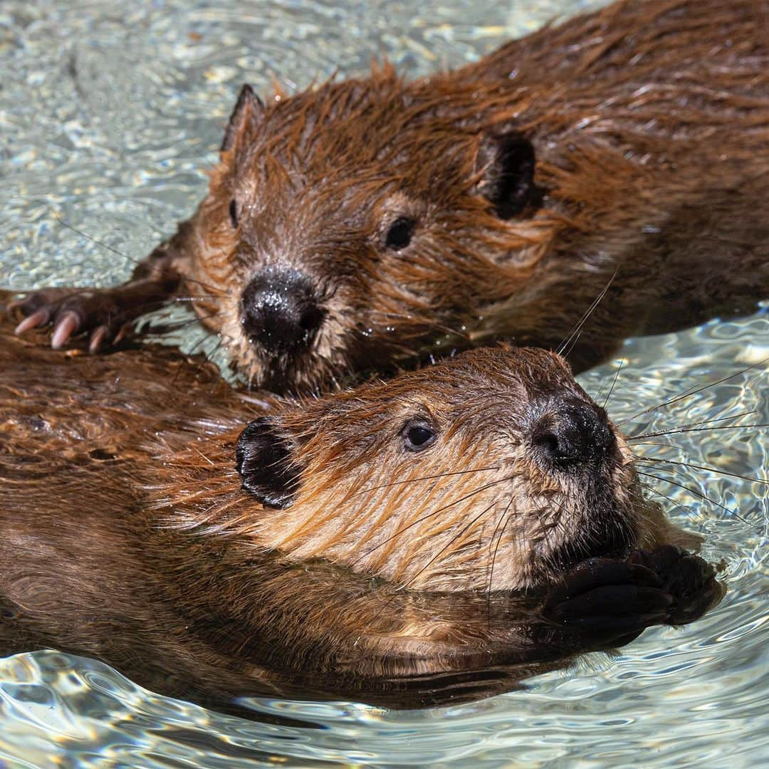 San Diego Zooさんのインスタグラム写真 - (San Diego ZooInstagram)「Tailgate must-haves (according to beavers) 🏈:  - wood chips - kit-die pool  - gnaw-ledge of the game  #Beaver #Football #Tailgate #SanDiegoZoo」9月11日 1時00分 - sandiegozoo