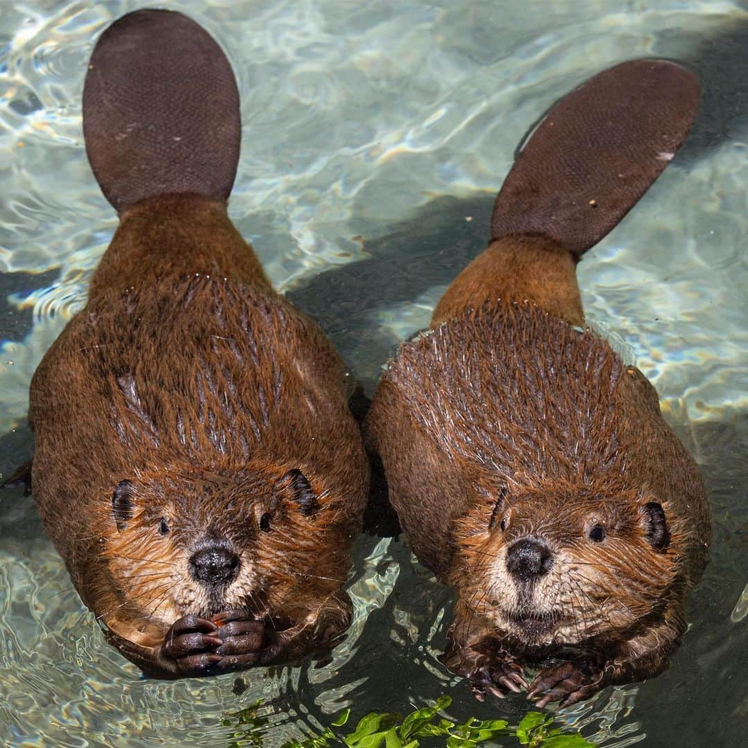 San Diego Zooさんのインスタグラム写真 - (San Diego ZooInstagram)「Tailgate must-haves (according to beavers) 🏈:  - wood chips - kit-die pool  - gnaw-ledge of the game  #Beaver #Football #Tailgate #SanDiegoZoo」9月11日 1時00分 - sandiegozoo