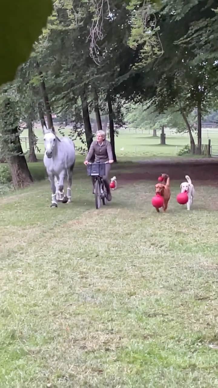 DogsOf Instagramのインスタグラム：「What a wholesome life @annekruegerdegener lives! #luckydogs #thegoodlife  . . . #wholesomeanimals #horseanddog #dogandhorse #dogsofinstagram #animalfriends #unlikelyanimalfriends #livingthegoodlife #goodlife #wholesomecontent」