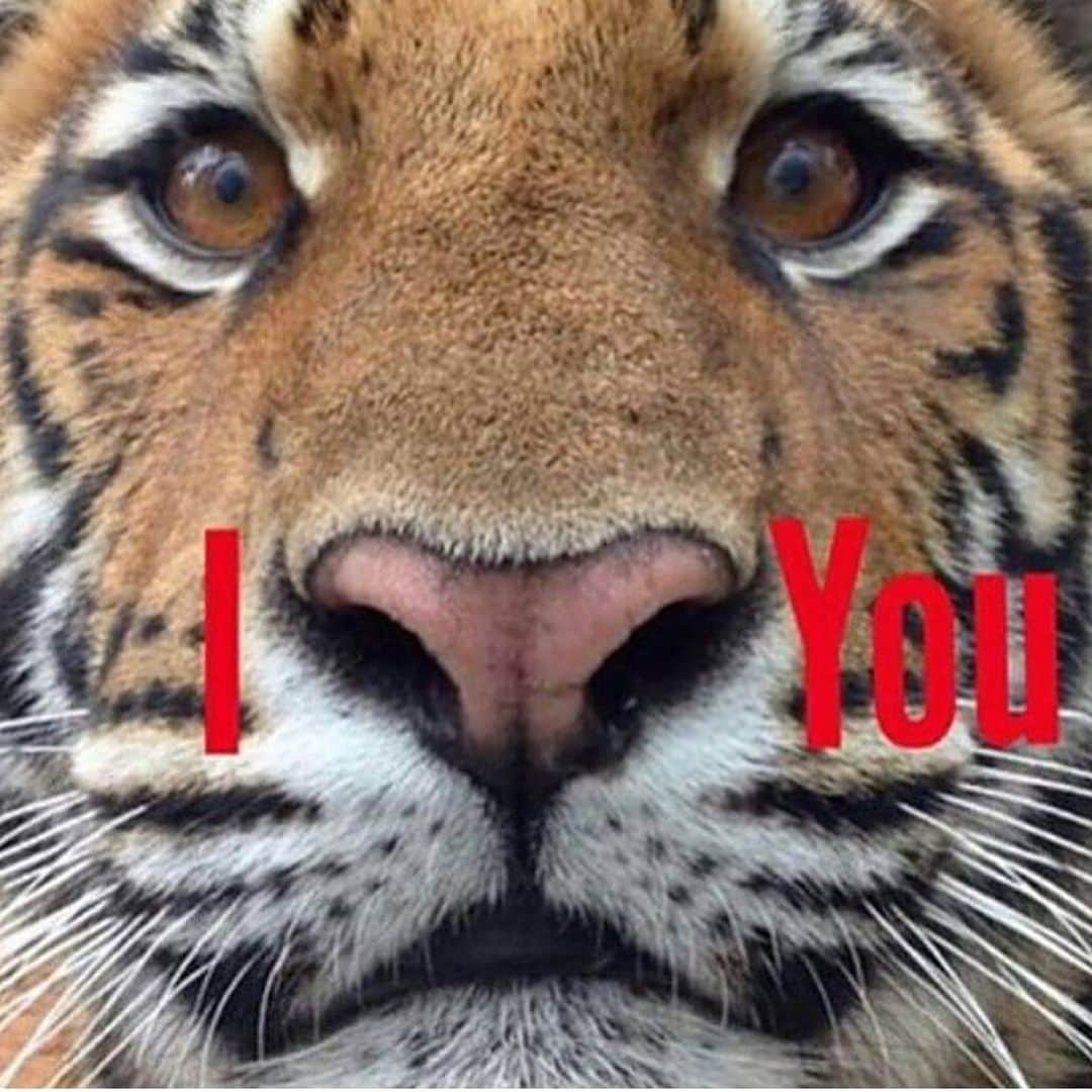 Black Jaguar-White Tiger のインスタグラム：「… @kymshe」