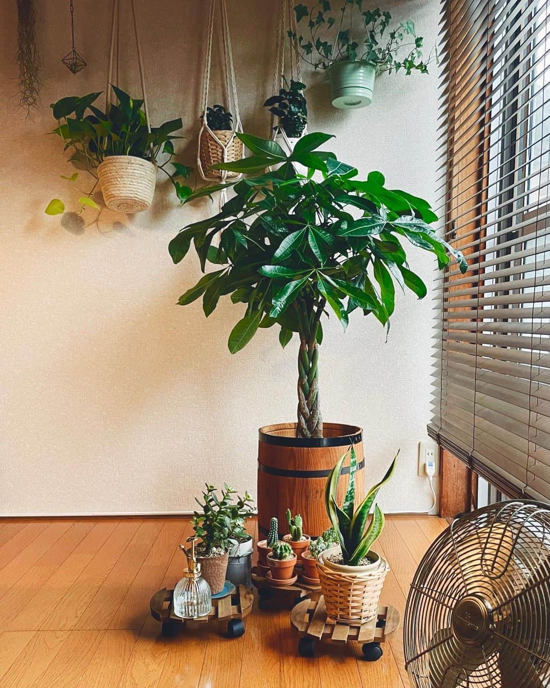 さんのインスタグラム写真 - (Instagram)「皆んな夏によく伸びました。  #伊東市 #伊東の暮らし #伊東のいいとこ #わたしといとうと #自然のある暮らし #観葉植物のある暮らし  #ito #izu」9月9日 7時58分 - fujimoriai