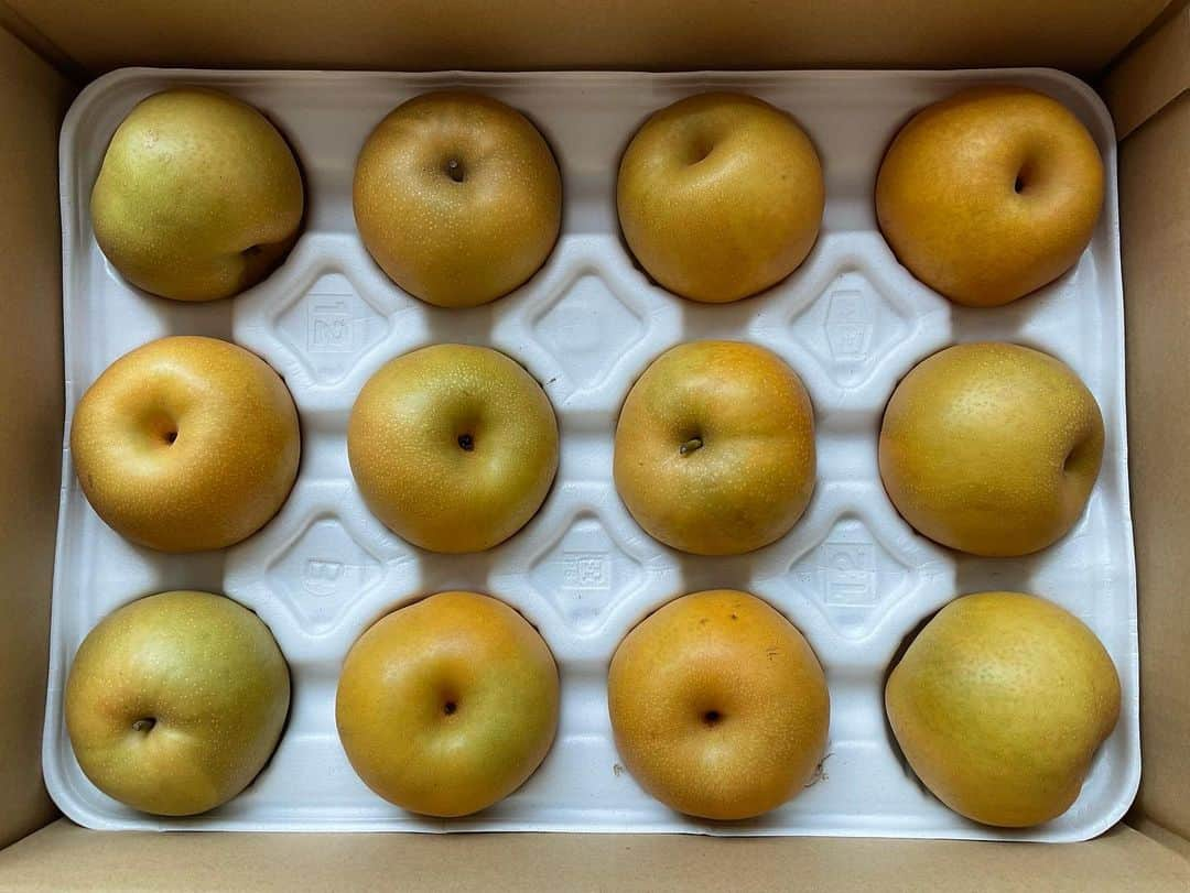 ヒロ寺平のインスタグラム：「Juicy Pears  鳥取から梨が団体で届いた。 名前は「新甘泉」と電車っぽいが、ヤマト運輸のトラックで届いた。  サイズは4Lでつまり特大。 軸が全部下向きだったのは下部に溜まった甘味を全体に行き渡らせる為？  そんな生産者の知恵も味わいながら秋の味覚をシャキシャキと楽しむことにしよう。  #新甘泉 #ヒロ寺平 #ヒロT」