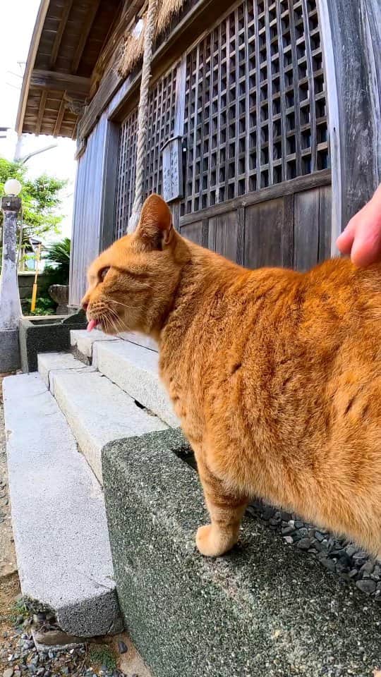 感動猫動画のインスタグラム：「いつも神社にいる茶トラ猫は背中を撫でるとペロペロする」