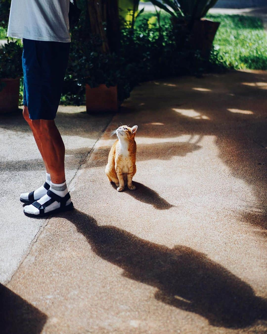 美紀さんのインスタグラム写真 - (美紀Instagram)「lovely Shadow Tさんを見つめるタラちゃんも 2人の影も いとおしくて好きな1枚  ２.店番中のタラちゃんが たまらなくかわいくて  ３.今回も購入したcat strapは 手作りで8年前からあって 売り上げや宿泊費は子供たちの支援に 微力ながらずっと応援したいな  涼しい土曜日の朝 みなさん、よい週末をね  #mikitravel_thailand🇹🇭 #mikitravel_chiangmai2023 #miki_travel_life」9月9日 8時16分 - miki_rolleilife