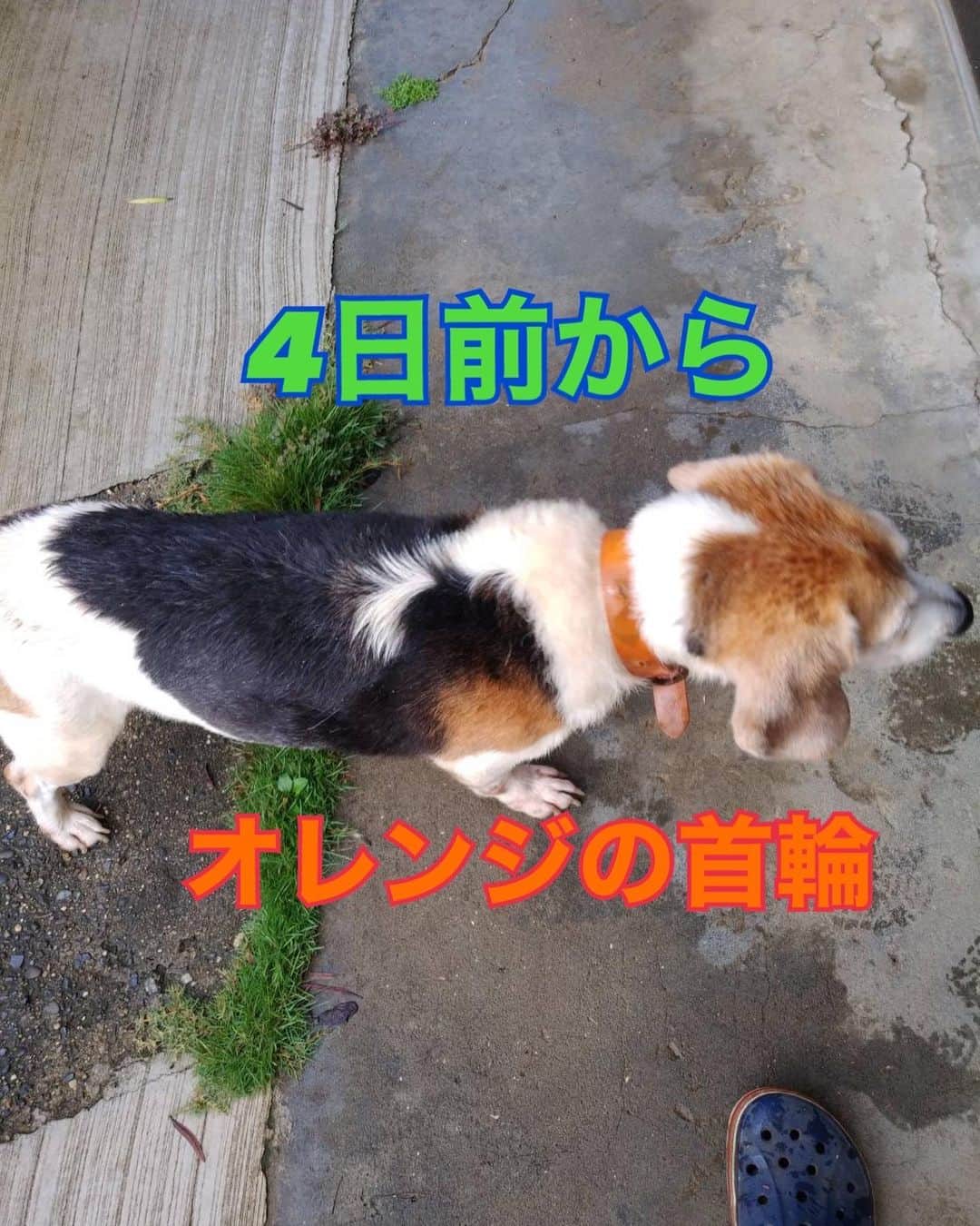 業務田スー子さんのインスタグラム写真 - (業務田スー子Instagram)「拡散希望‼️  千葉県成田市の迷い犬 4日前からウロウロしていると連絡あり  見つけた方の庭に来て 外猫のご飯を食べていくそうです  4日もうろうろしているので もしかしたら捨てられた可能性もありますが オレンジ色の首輪を付けたままなので 見かけたことのある方、ご連絡をお待ちしております。  拡散お願い致します🙇‍♀️  #迷い犬情報 #迷い犬#成田市迷い犬#ビーグル  #拡散希望 #犬 #いぬすたぐらむ #野良犬 #捨て犬 #犬のいる暮らし #業務田スー子#迷子ドック#maigo_dog」9月9日 8時08分 - suuko1014