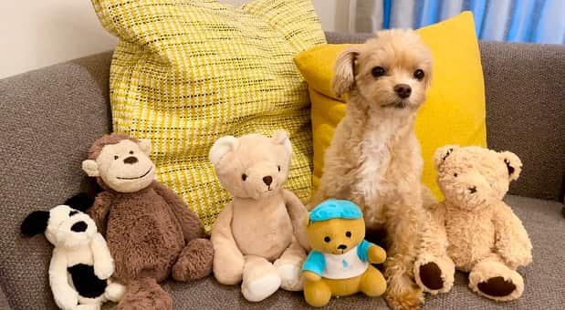 山名裕子のインスタグラム：「. おはようございます  口角をあげて1日をお過ごしください🫧  #dogstagram #maltipoo #マルプー」
