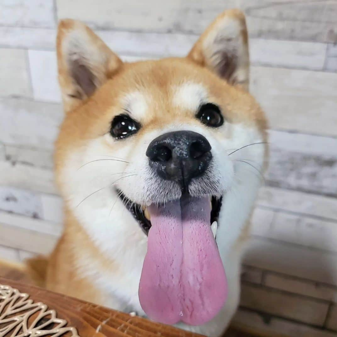 柴犬たま Shibainu Tamaさんのインスタグラム写真 - (柴犬たま Shibainu TamaInstagram)「⠀ ⠀ 柴犬の8歳って人間でいう48歳らしい💡⠀ ※諸説あります⠀ ⠀ ⠀ ミケしゃん、アラフィフ…？⠀ ⠀ え、アラフィフ…？アラフィフとは………⠀ (アラフィフの概念崩壊)⠀ ⠀⠀ ⠀ Caption trans🇬🇧⠀⠀⠀ It is said that an eight-year-old Shiba Inu is 48 years old in human terms💡 ※There are various theories.⠀ Meekeh is almost 50 years old…? Unbelievable………⠀ ⠀⠀⠀ #たま家族 #柴犬ミケ #ミケママ #8歳の誕生日 #8歳 #誕生日おめでとう #誕生日 #birthday #happybirthday #笑顔 #かなりひし形 #こう見えてアラフィフ #永遠のキッズ #童顔 #舌ぺろ⠀ #柴犬 #shiba #shibainu #shibastagram #犬 #dog」9月9日 8時39分 - tama7653