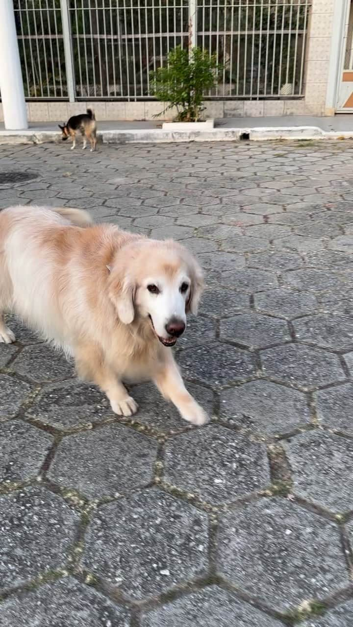 Bobのインスタグラム：「Hoje faz 2 meses que a fazendinha não é mais a mesma ☀️ 2 meses de saudades e muita dor 💔 Esse vídeo foi da última fazendinha do trio, dia 08/07, sábado às 6:56 da manhã ❤️‍🩹 #MarleyEterno #Saudades」