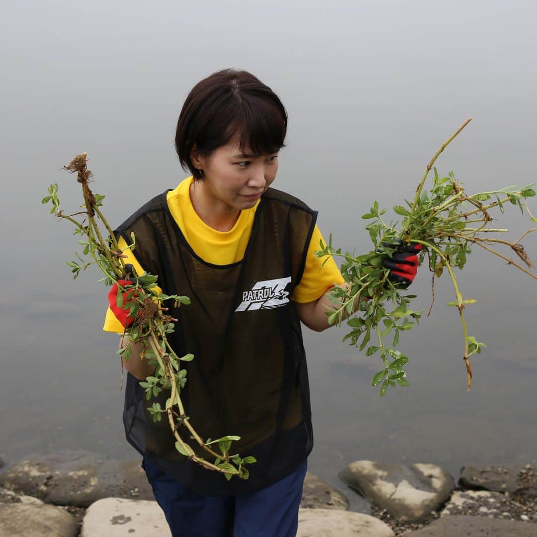 水野友貴のインスタグラム：「手賀沼の外来水生植物の駆除作業です。千葉県が実施している湖沼における外来水生植物防除事業を活用し、市民団体の皆様がナガエツルノゲイトウやオオバナミズキンバイの駆除に尽力してくださっており、本日、白山中学校の科学部の皆さんと事務所スタッフ等と一緒に「NPO法人水辺の環境を守る会」の作業をお手伝いさせていただきました。３ｔトラックに３台！！手賀沼の水辺の石の間にこんなにも繁茂しておりました・・・。根が張っており、どんなに引っこ抜いても終わりが見えない・・・！一心不乱に引っこ抜く、引っこ抜く！！ #手賀沼 #外来水生植物 #外来水生植物ナガエツルノゲイトウ #ナガエツルノゲイトウ #オオバナミズキンバイ #我孫子 #我孫子市 #千葉県議会議員 #水野ゆうき #白山中学校 #手賀沼公園」